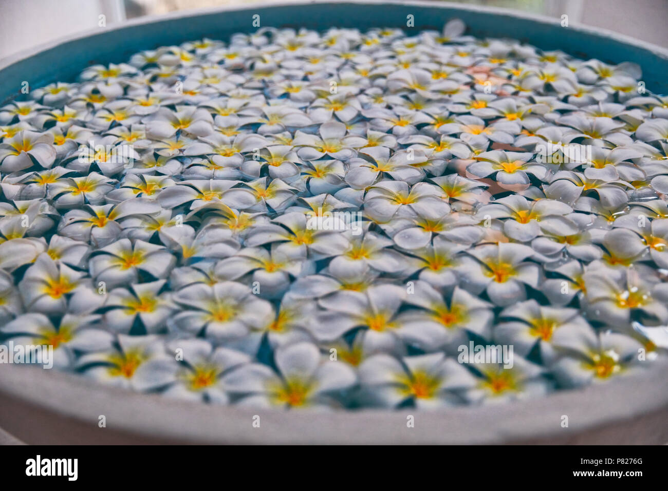 Planty von schönen Blumen im Wasser Stockfoto