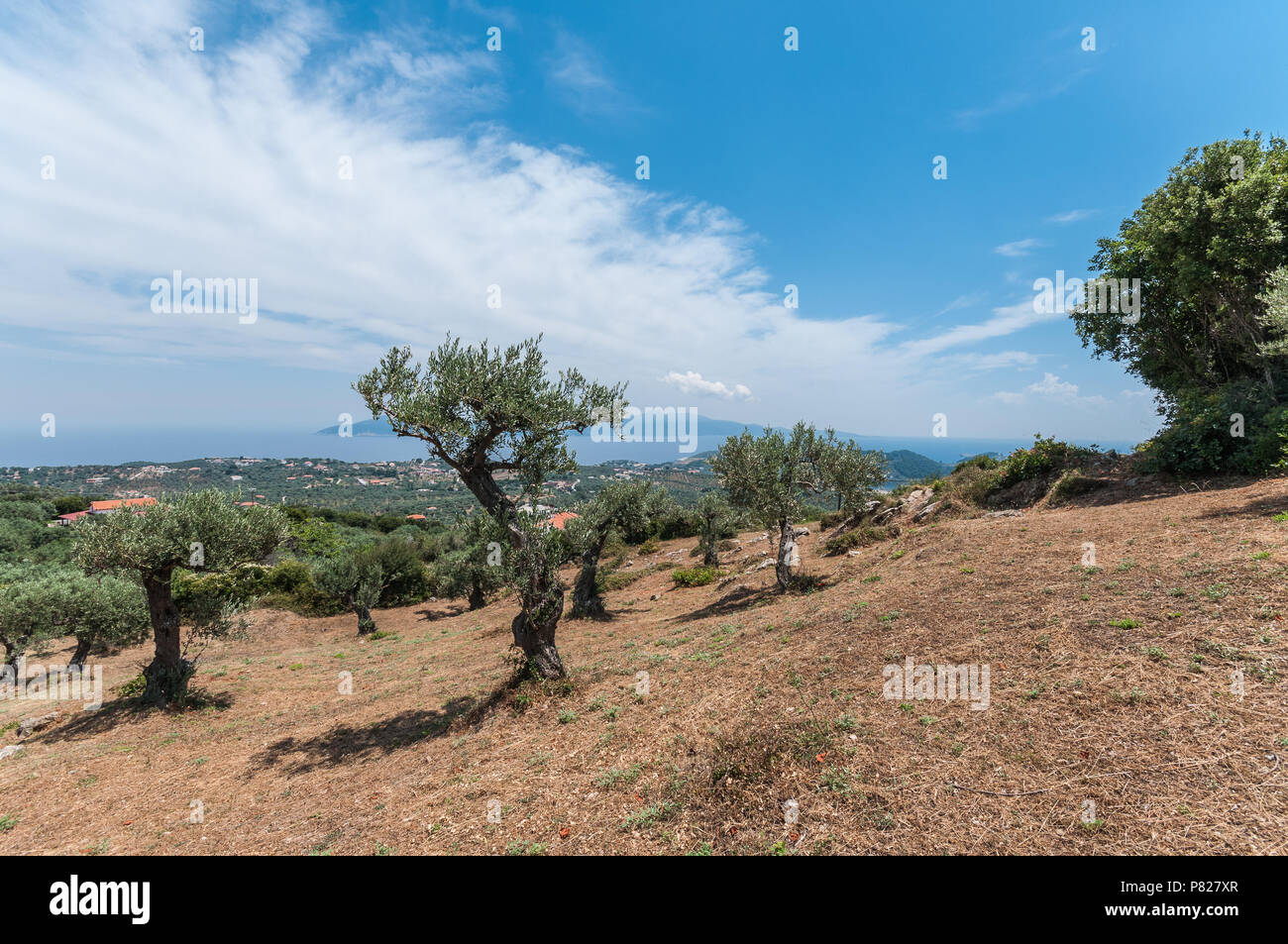 Olive Tree mit Blue Aegean Sky Hintergrund Stockfoto