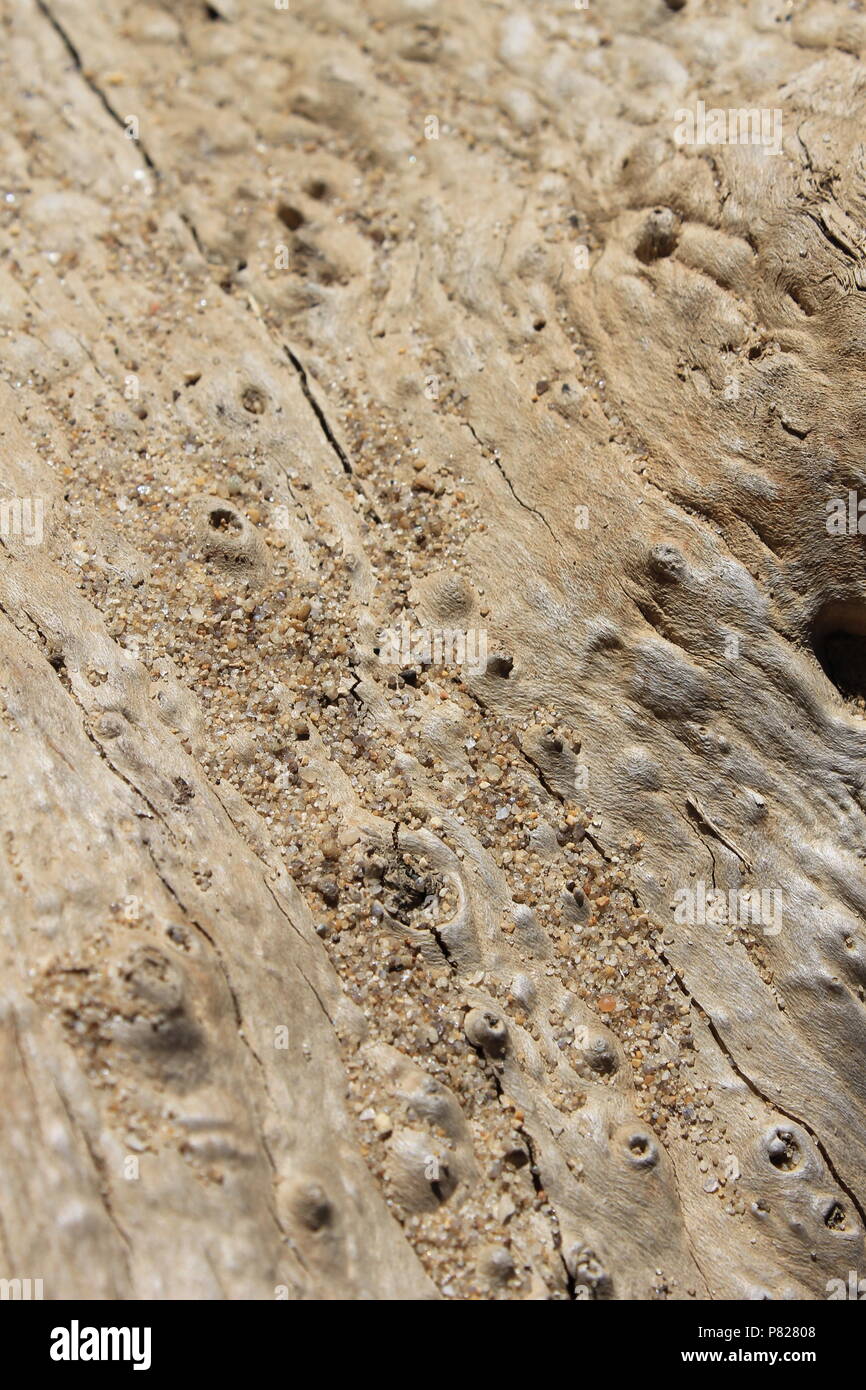 Der Sand auf der Oberfläche von drift wood verstreut. Stockfoto