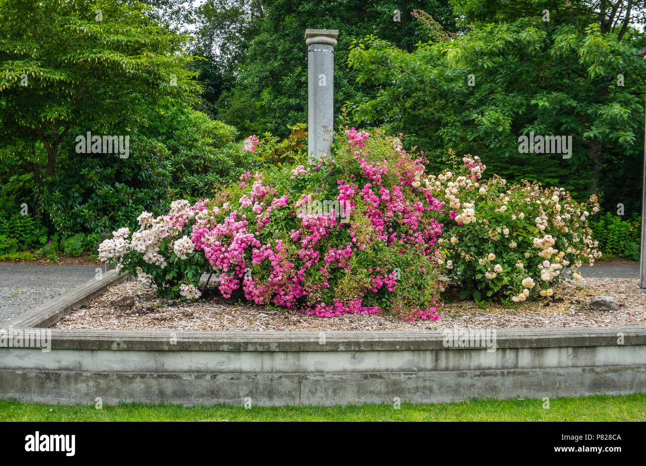 Rosen wachsen unter einer Säule in Seatac, Washington. Stockfoto