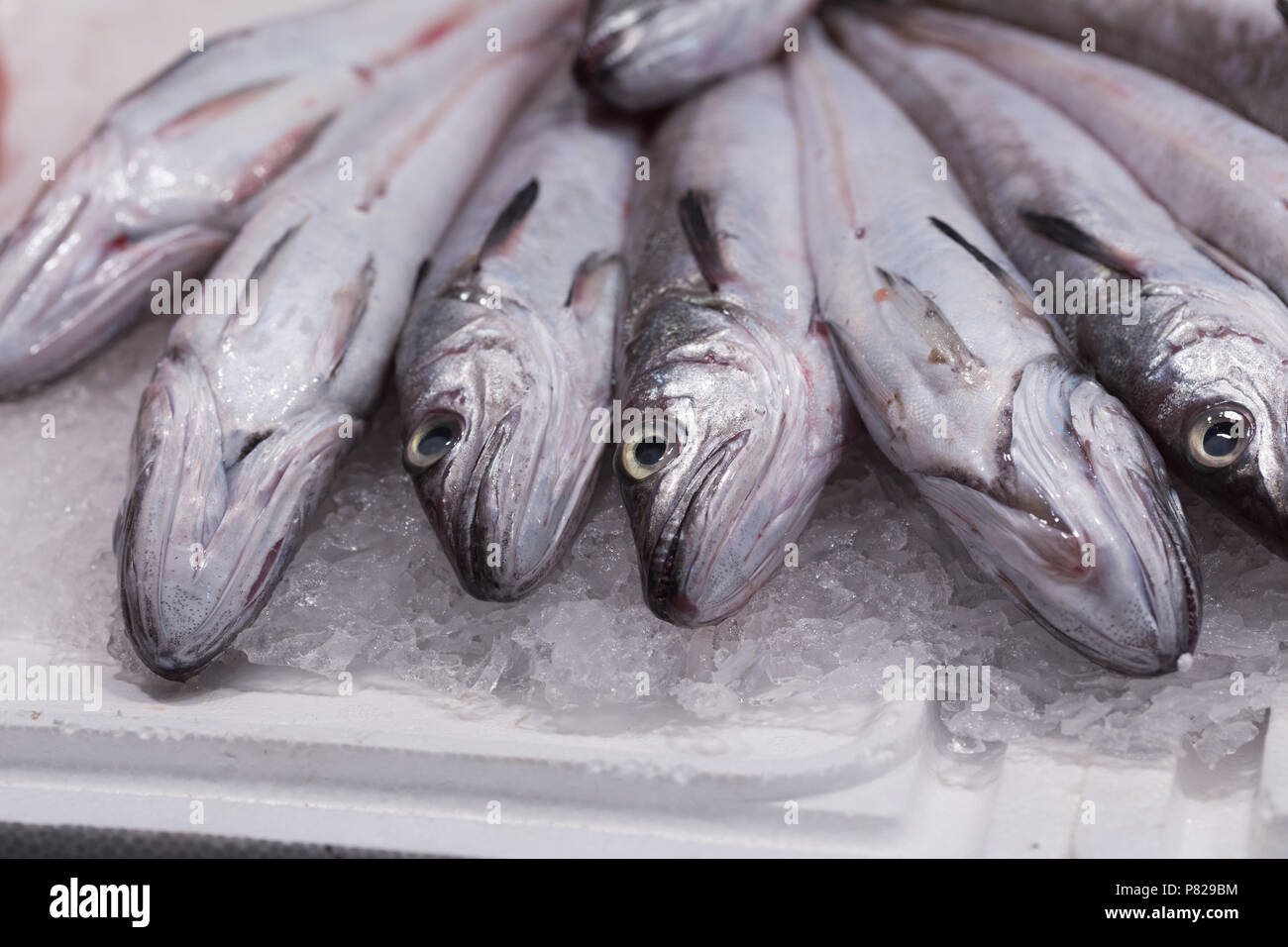 frischen rohen Fisch Stockfoto