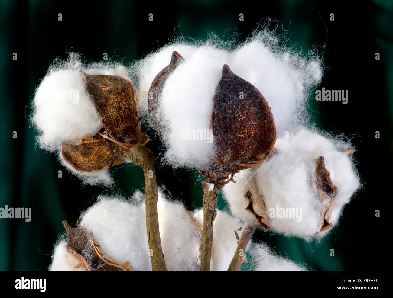 Nahaufnahme von Texas aus Baumwolle mit dem grossen Wattebausch. Stockfoto