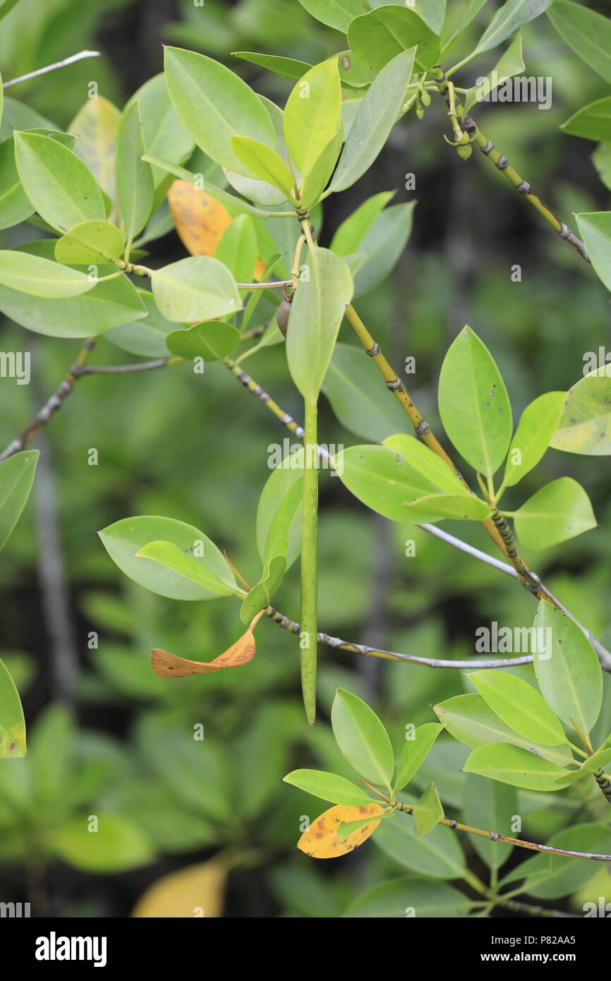 Mangrove Pod Stockfoto