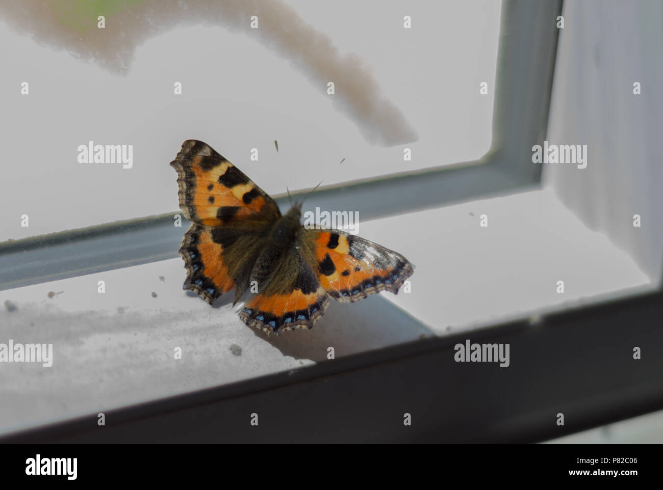 Eine Nahaufnahme eines kleinen Schildpatt Schmetterling sitzt auf einer Fensterbank, mit der Sonne zu gießen wirft einen Schatten Stockfoto