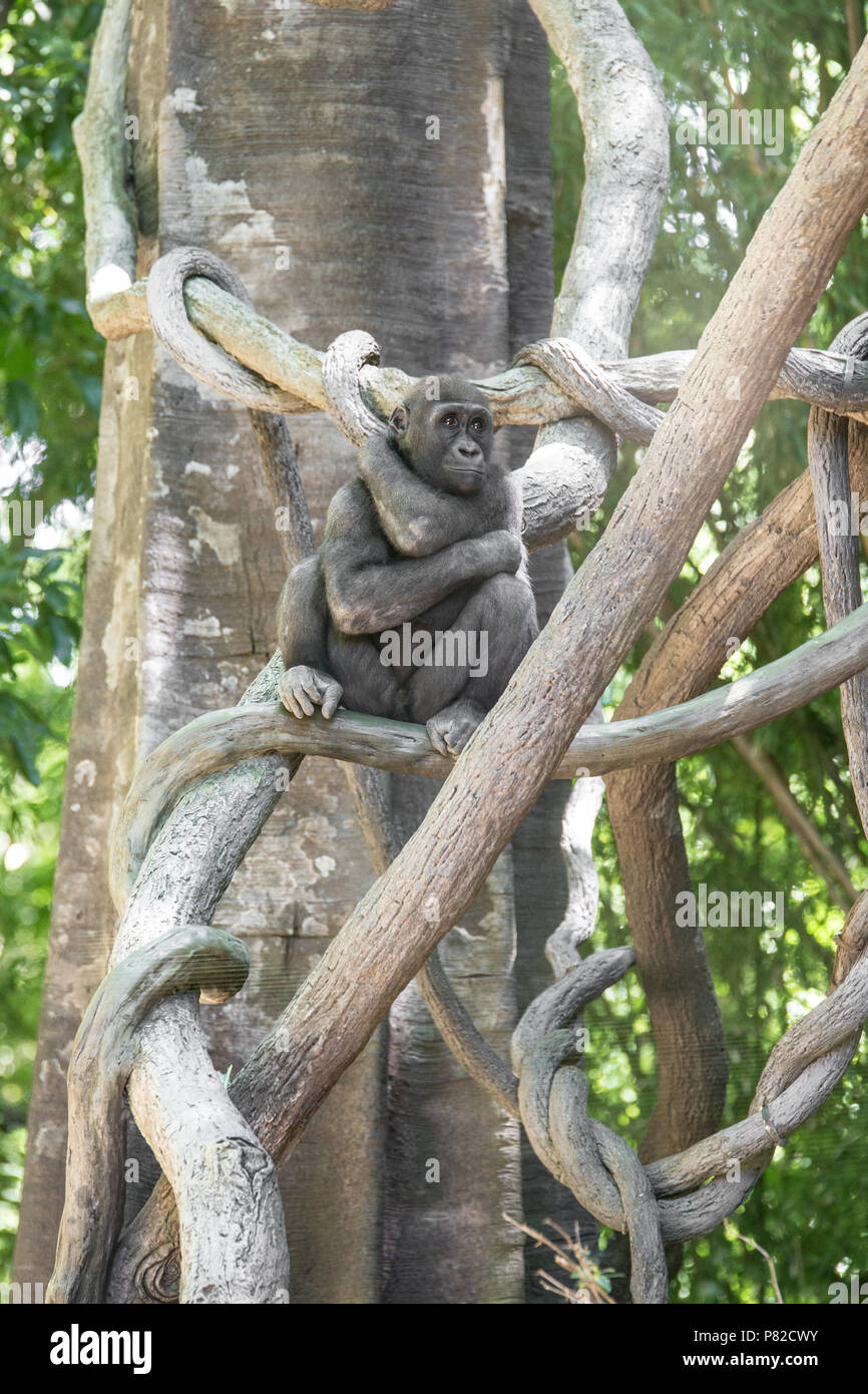Jungen westlichen Flachlandgorilla unter schattigen Bäumen. Stockfoto