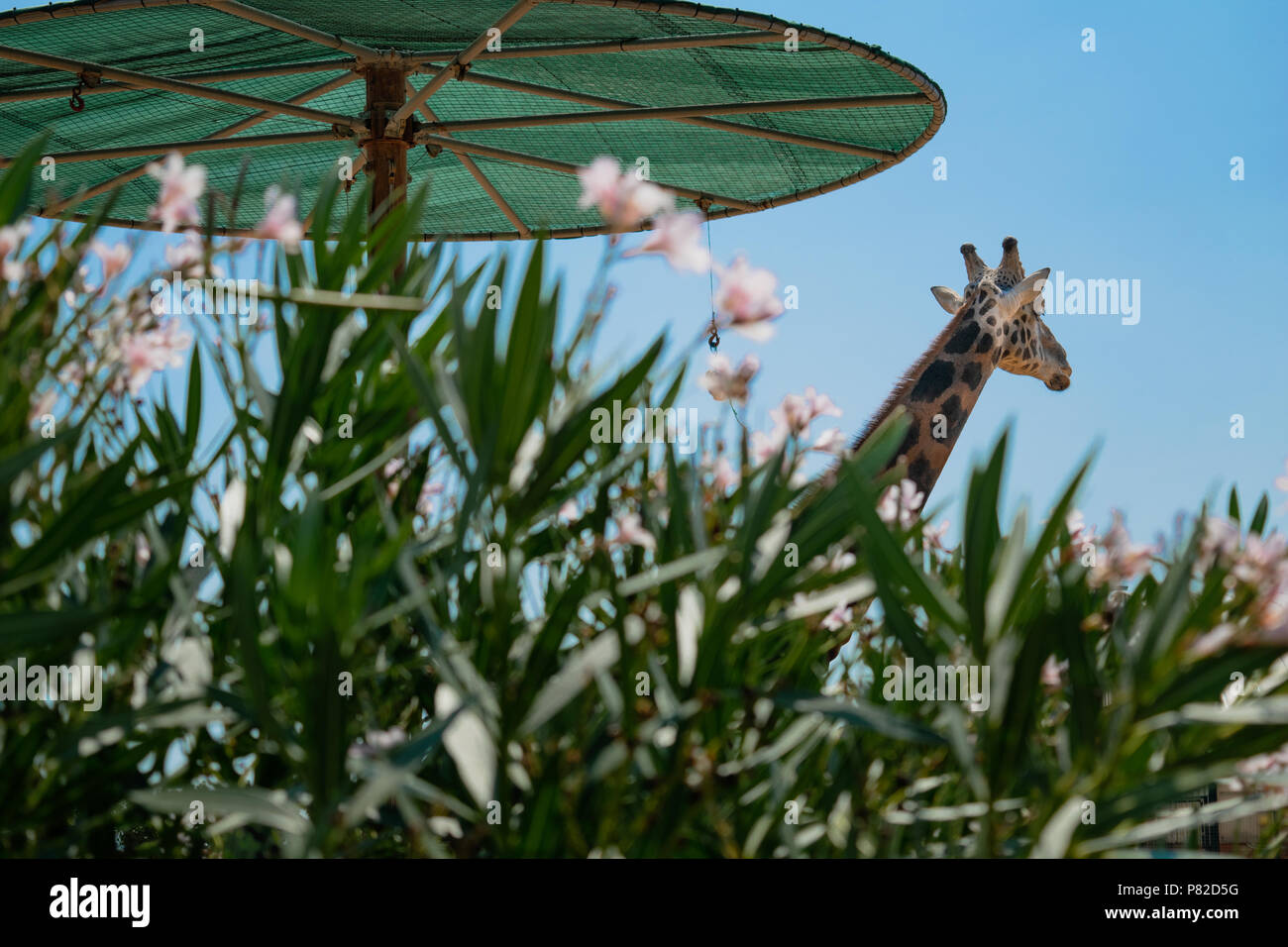 Giraffe in Attika Tierpark, Athen, Griechenland Stockfoto