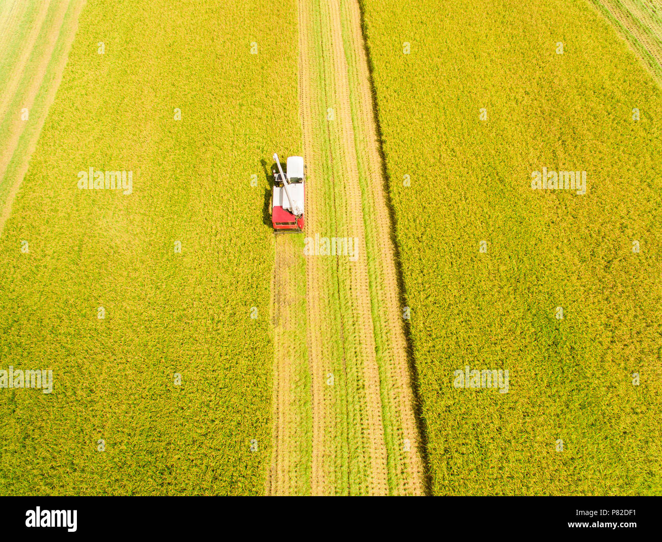 Luftbild des Feldhäckslers Maschine Kombinieren mit Reis Farm Stockfoto