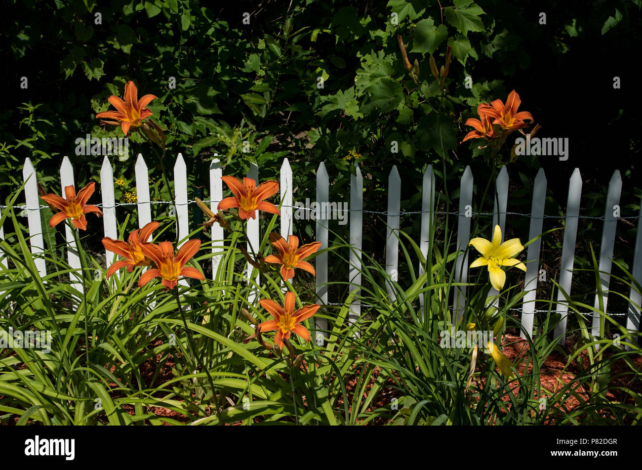 Orange Tiger Lillies mit einem einsamen gelb Lilly mit weißen Zaun im Hintergrund Stockfoto