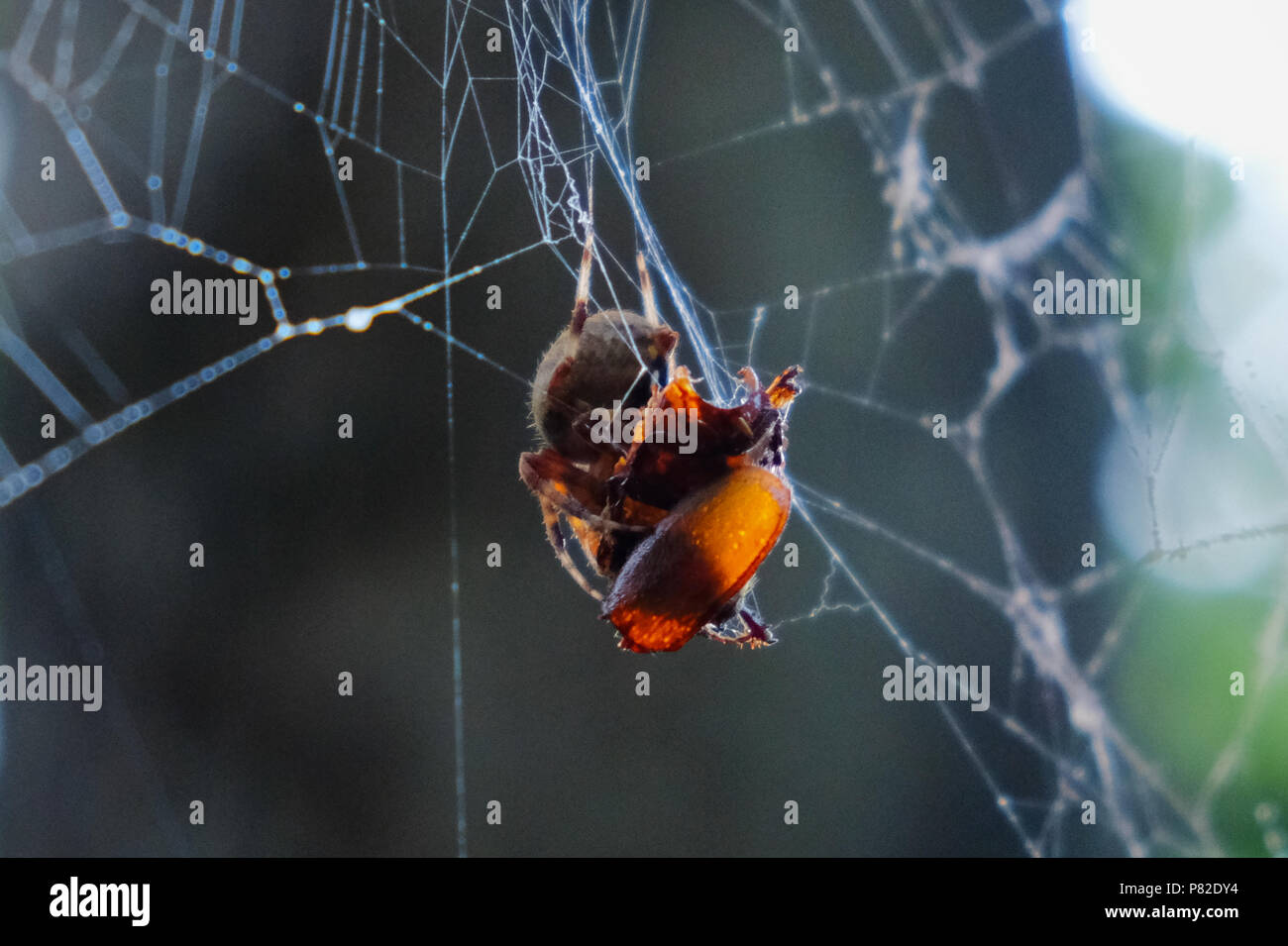 Beschmutzt oder Hentz orbweaver Spider finishing bis Frühstück im Wald am See Wheeler Park in Raleigh North Carolina Stockfoto