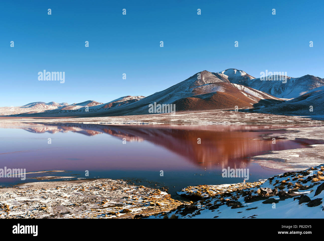Laguna Colorada (Rote Lagune), flacher Salt Lake im Südwesten von Bolivien, innerhalb der Fauna der Anden Eduardo Avaroa National Reserve. Stockfoto