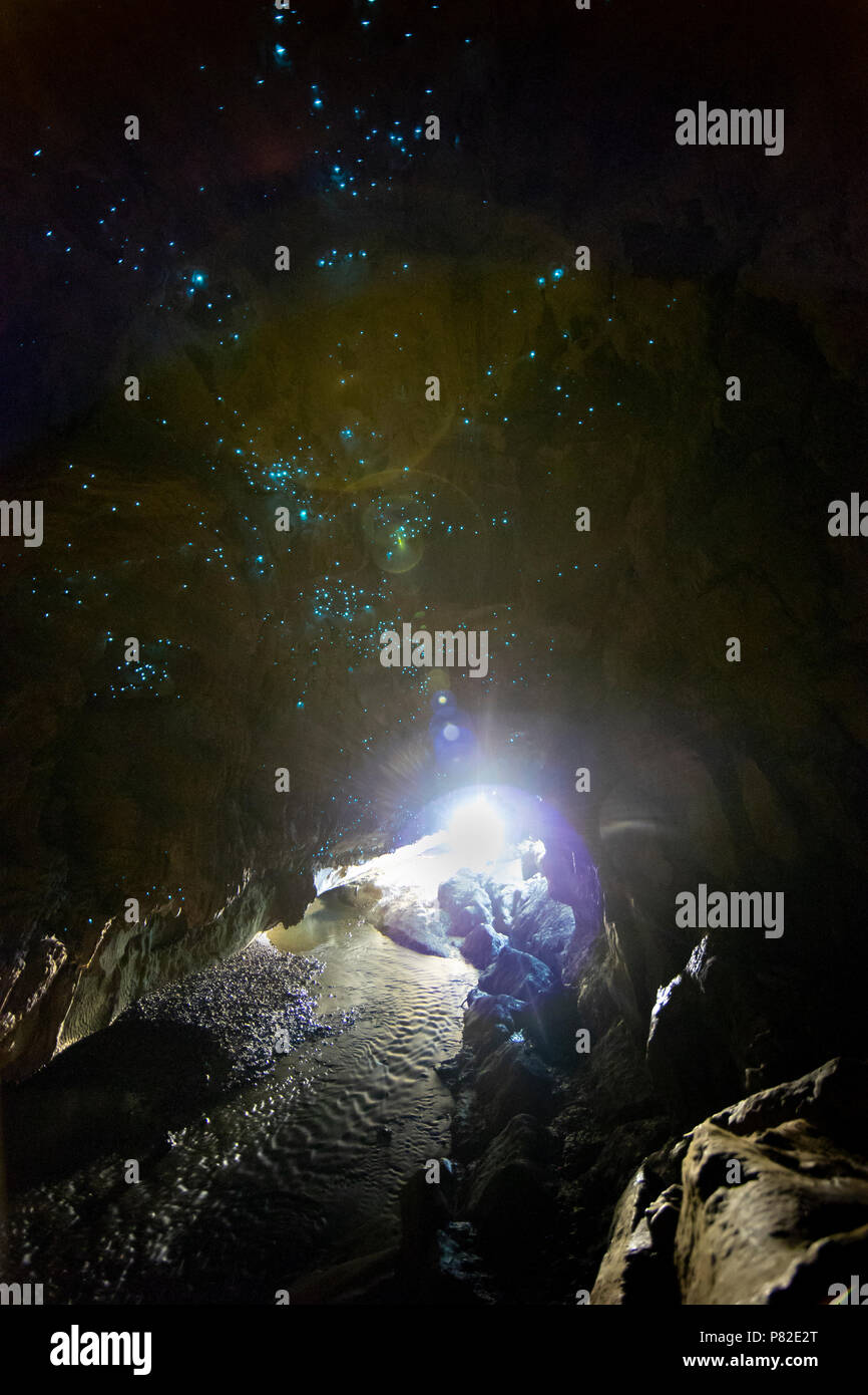 Glühwürmchen Höhlen in Waipu, Neuseeland Stockfoto