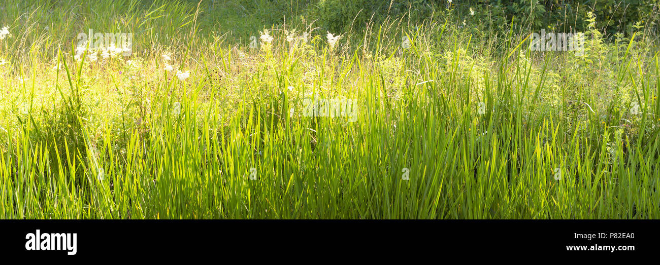 Attraktive Aussicht auf Gras in einer Vielzahl in Grün im warmen Sonnenlicht im Sommer. Das Bild vermittelt den Eindruck einer impressionistischen Malerei Stockfoto