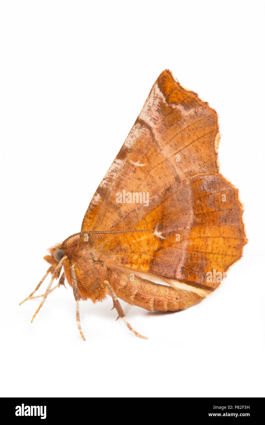 Eine frühe Thorn Moth, Selenia dentaria, in einem Studio im Juli fotografiert. North Dorset England UK GB Stockfoto