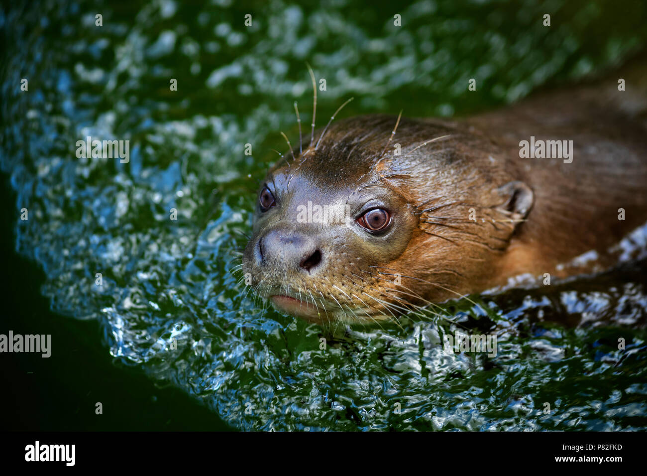 Giant Otter - Pteronura brasiliensis, große Süßwasser carnivore aus Südamerikanischen Flüsse. Stockfoto