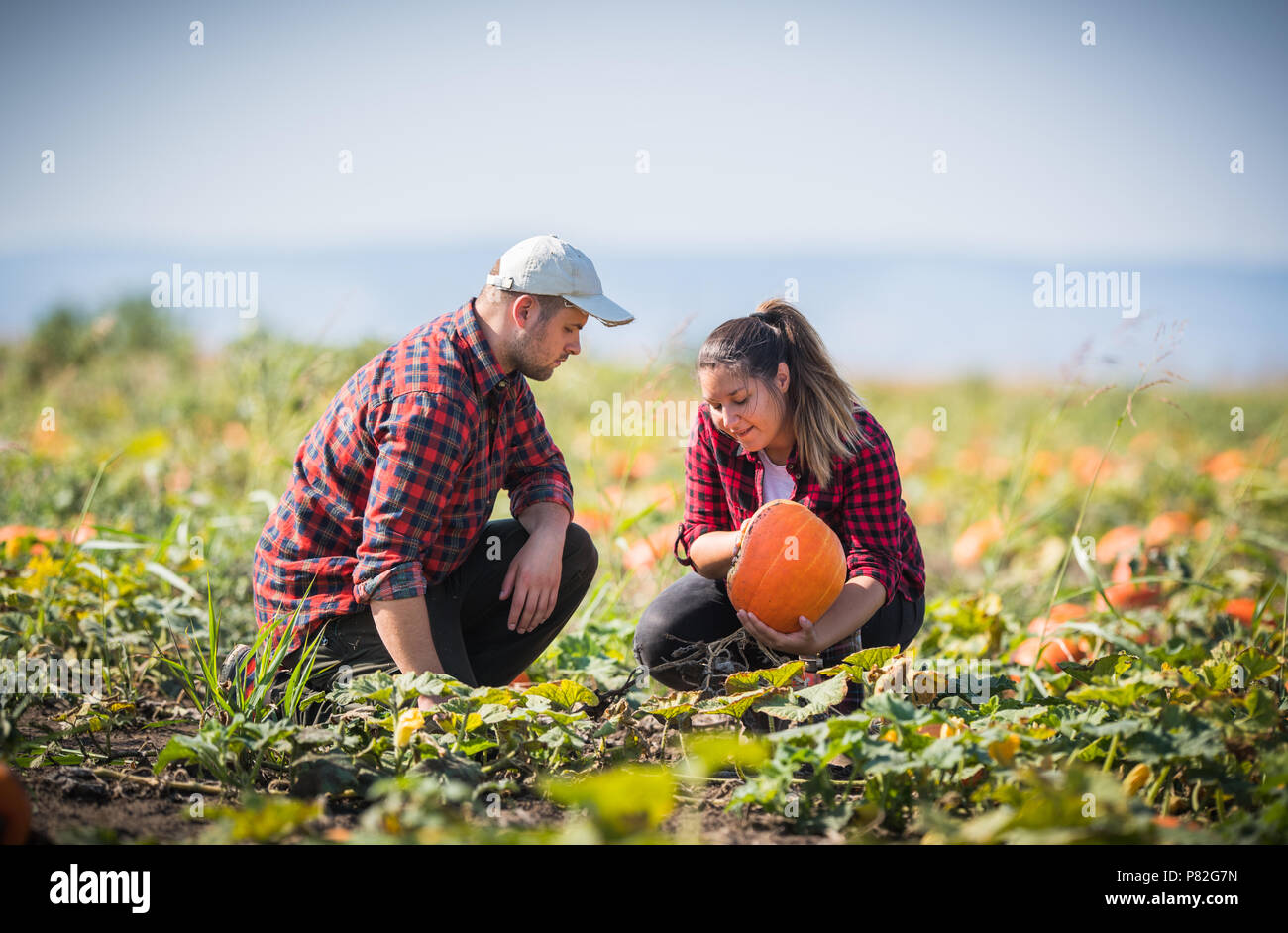 Zwei junge Landwirte ernten sehr große Kürbisse am Feld - Thanksgiving und Halloween Vorbereitung Stockfoto