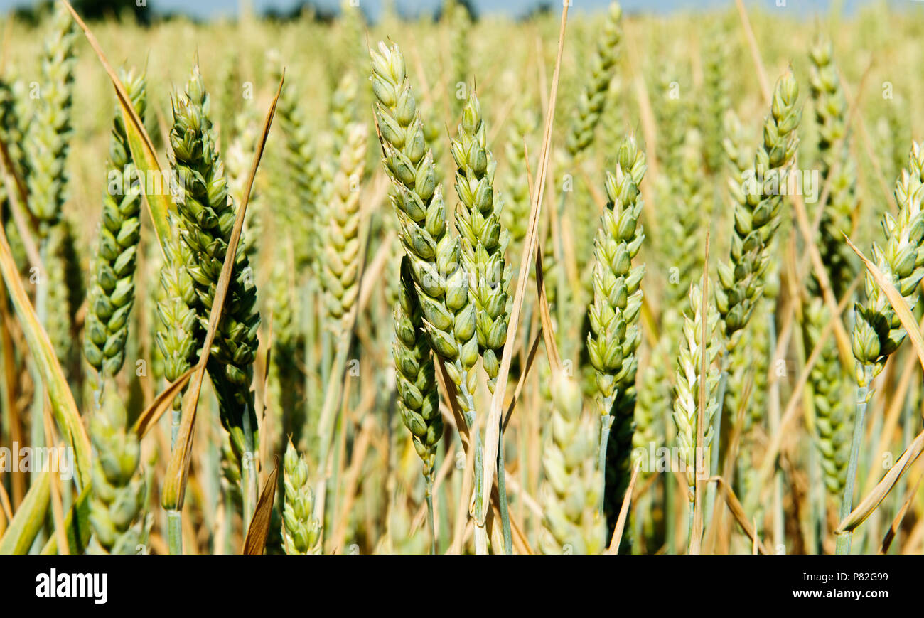 Die grünen Ähren von Getreide auf dem Feld Stockfoto