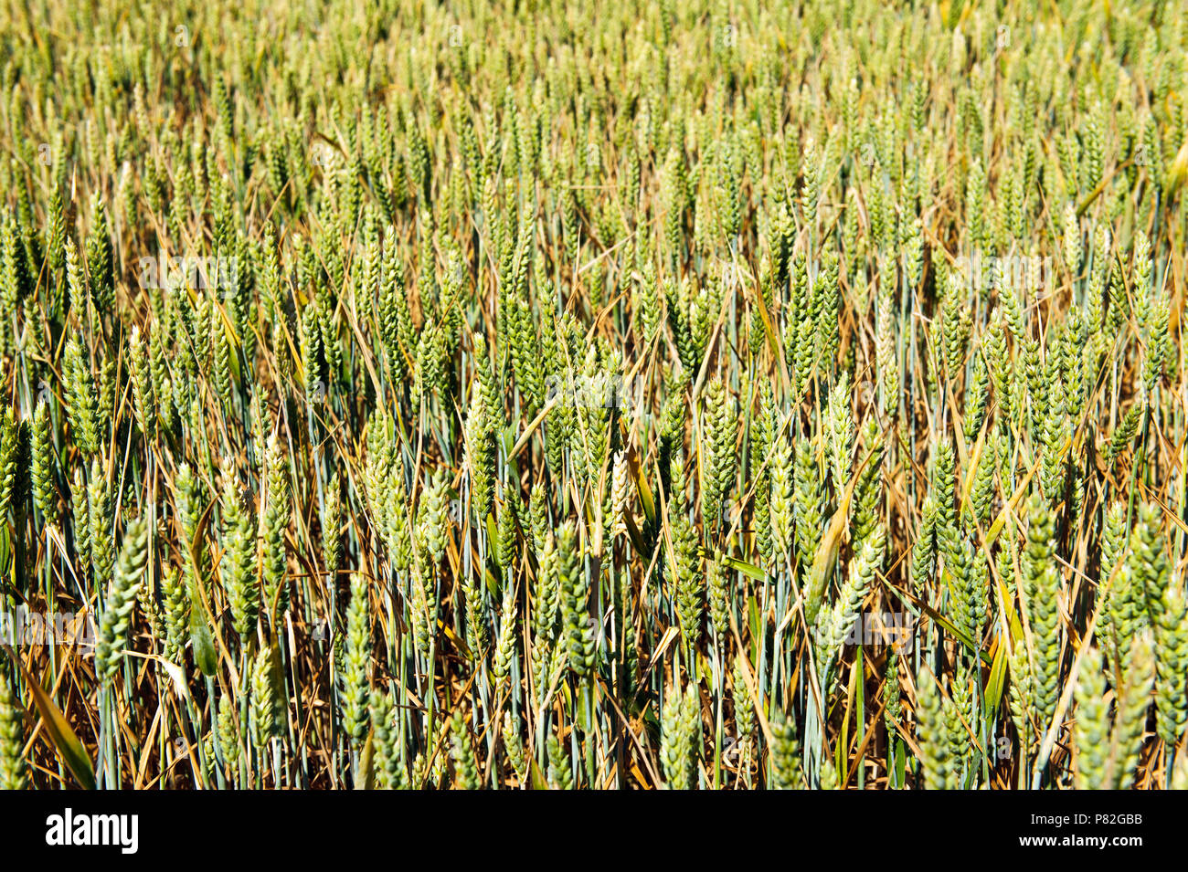 Die grünen Ähren von Getreide auf dem Feld an einem sonnigen Tag Stockfoto