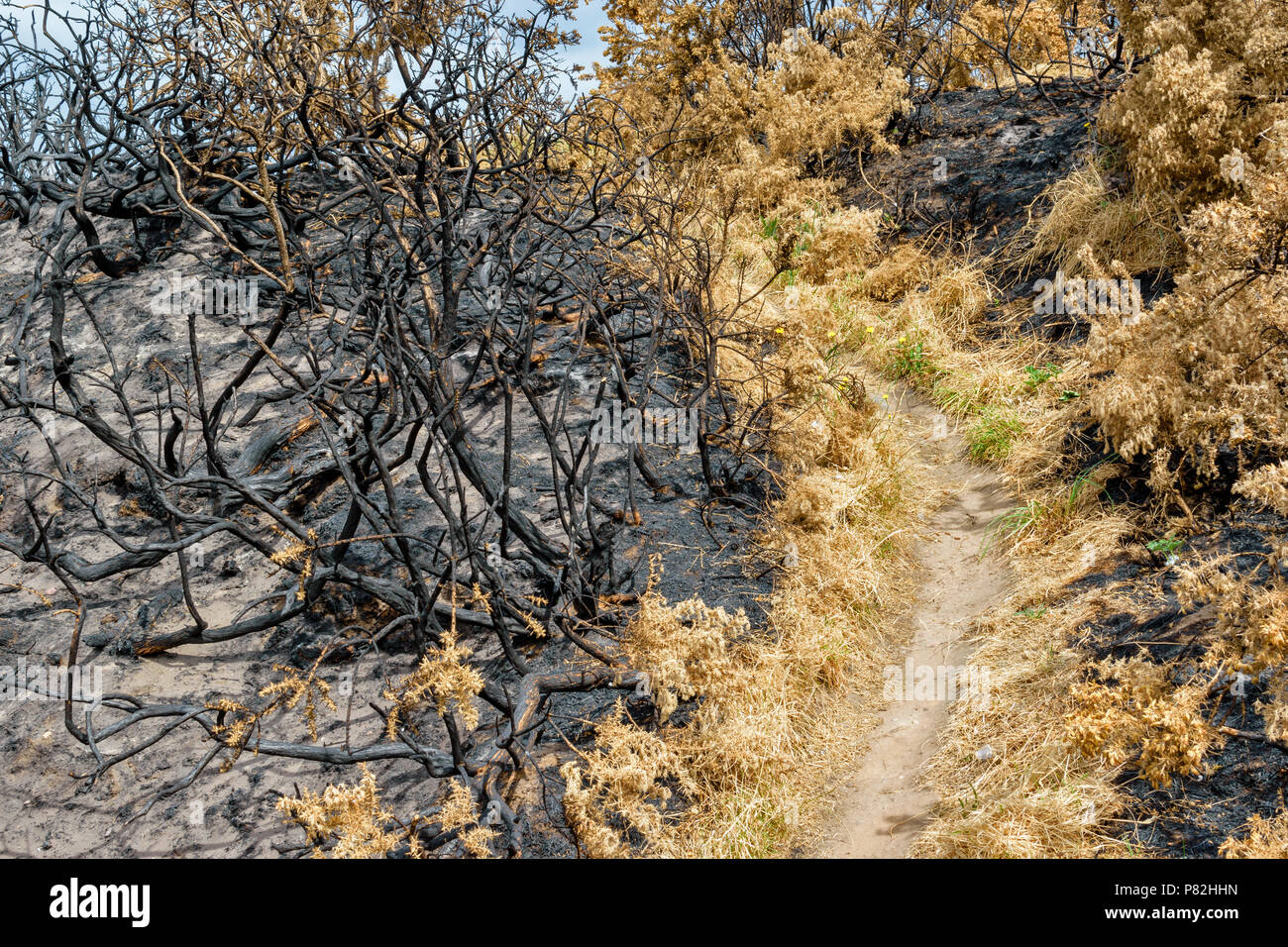 HOPEMAN Moray in Schottland WANDERWEG MIT WILDFIRE SCHÄDEN AN DER VEGETATION VERBRANNT GINSTER entlang der Küste von Moray TRAIL Stockfoto