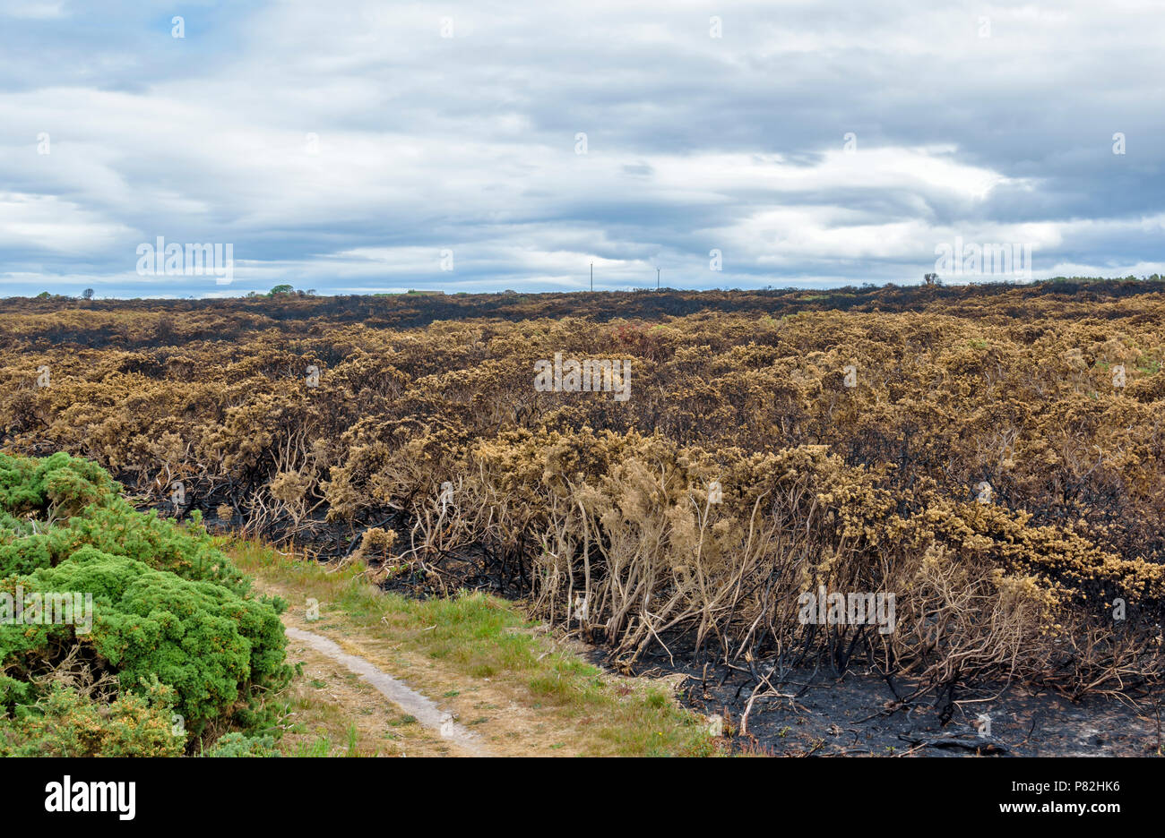 HOPEMAN Moray in Schottland FUSSWEG UMFANGREICHE BEREICH VERBRANNT GINSTER UND VEGETATION WEGEN WILDFIRE entlang der Küste von Moray TRAIL Stockfoto