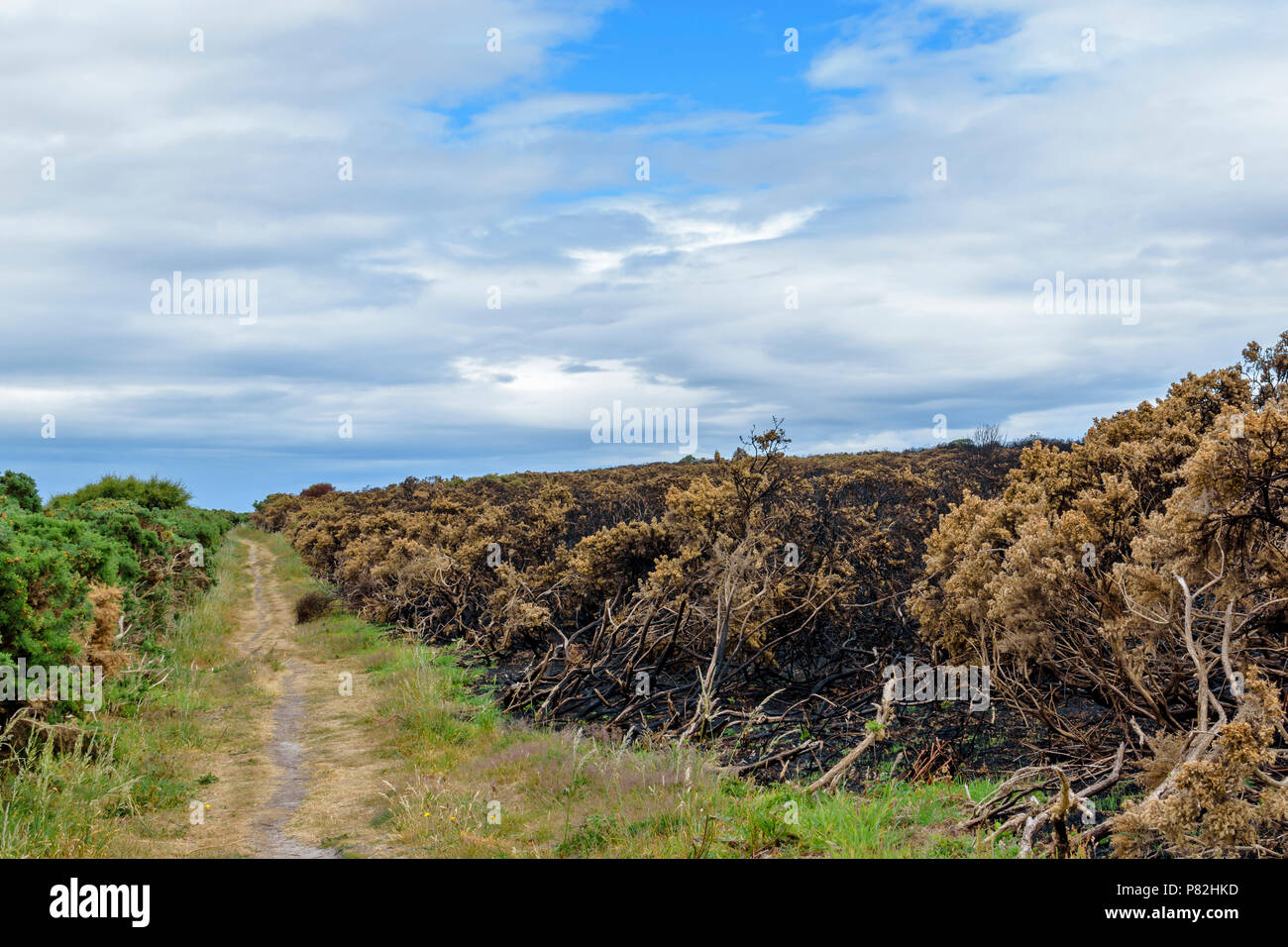 HOPEMAN Moray in Schottland Wanderwege flankiert von umfangreichen Bereich verbrannt GINSTER UND VEGETATION WEGEN WILDFIRE entlang der Küste von Moray TRAIL Stockfoto