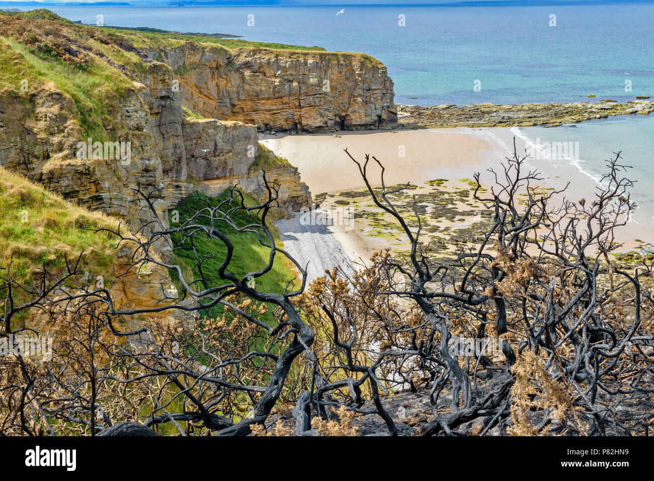 HOPEMAN Moray in Schottland STRAND STRAND UND MEER WILDFIRE SCHÄDEN AN DER VEGETATION VERBRANNT GINSTER entlang der Küste von Moray TRAIL Stockfoto