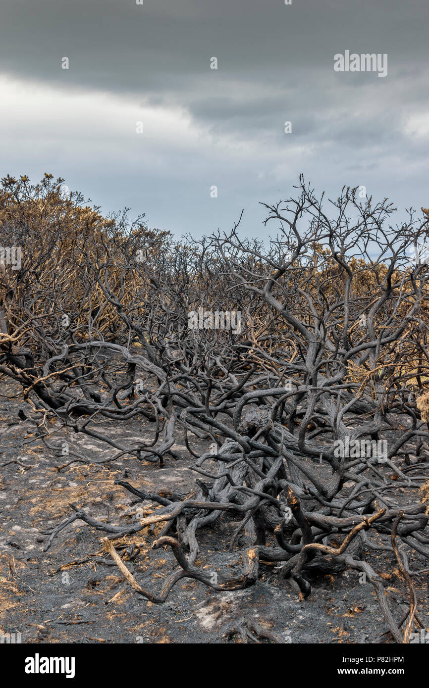 HOPEMAN Moray in Schottland WILDFIRE SCHÄDEN AN DER VEGETATION SCHWARZ VERBRANNT GINSTER entlang der Küste von Moray TRAIL Stockfoto