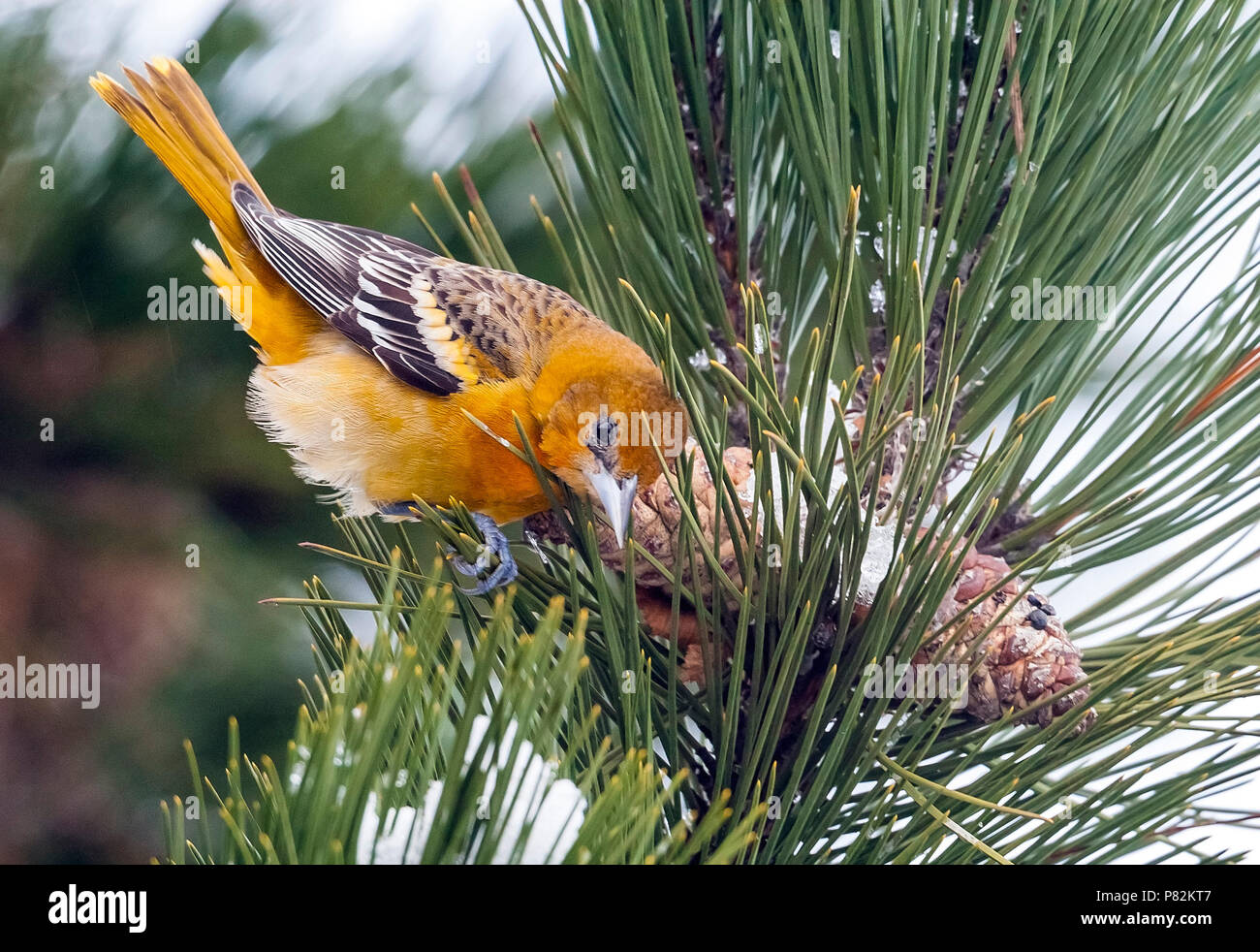Erste winter männlich Baltimore Oriole auf einem Zweig in Oudorp, Noord-Holland, Niederlande sitzen. Januar 09, 2010. Stockfoto