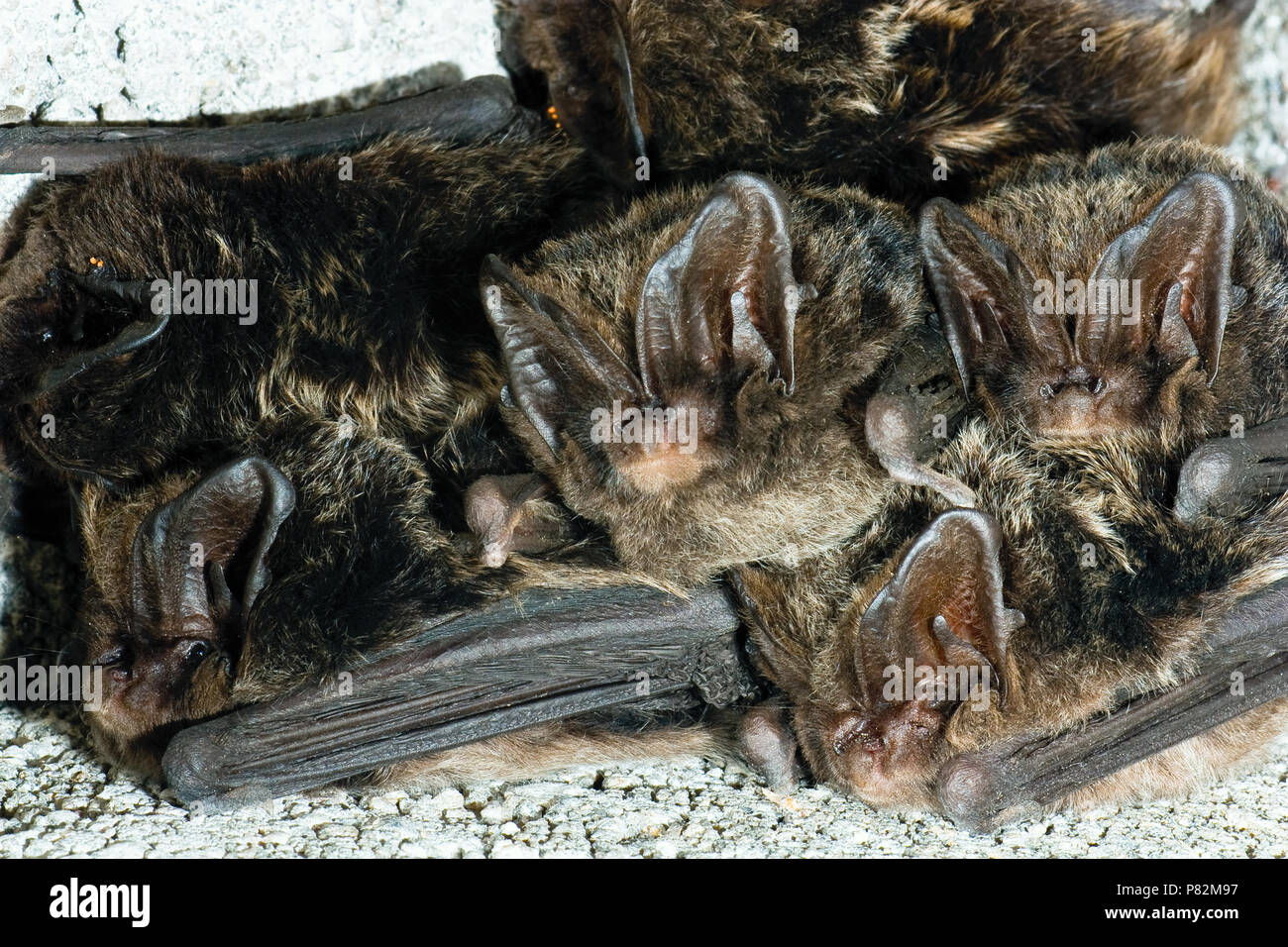 Groep Mopsvleermuizen; Gruppe von Barbastelle Stockfoto