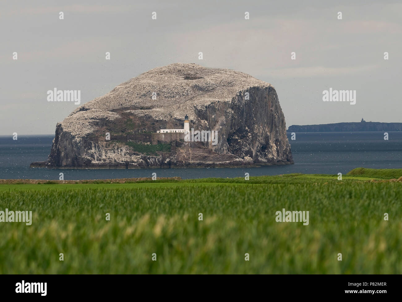 Zeevogel Kolonie op Bass Rock; Seabird Kolonie auf Bass Rock Stockfoto