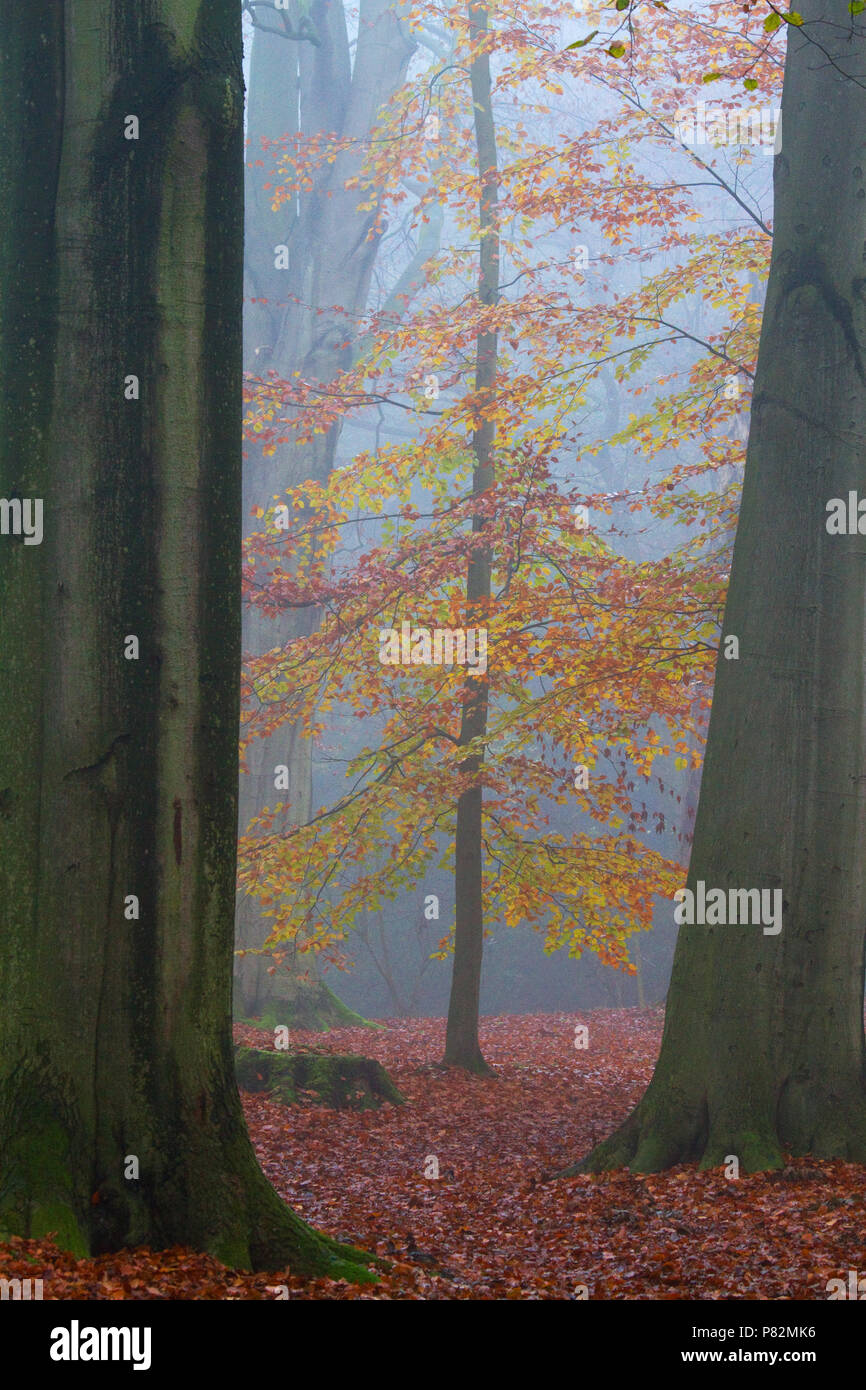 Beukenbos in de vroege Ochtend; Buchenwälder in den frühen Morgenstunden Stockfoto