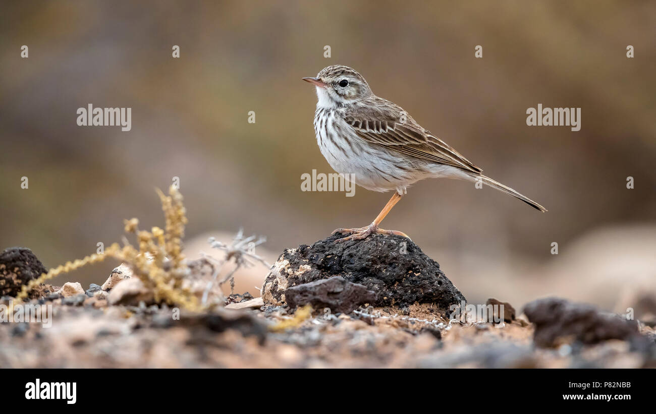 Nach winter Gefieder Kanarische Berthelot der Pieper auf einem kleinen Felsen in einem Gully in der Nähe des Flughafens von Puerto del Rosario, Fuerteventura, Kanarische Insel Stockfoto