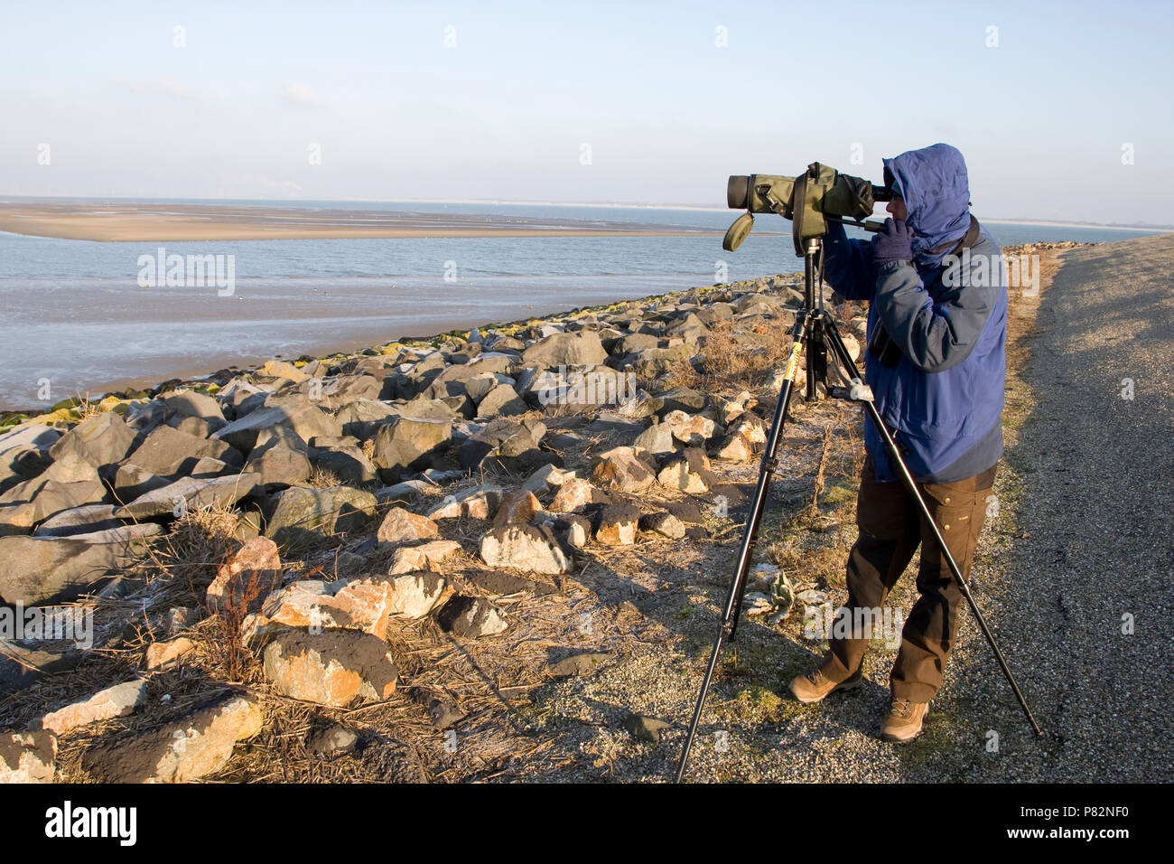 Vogelaar in actie; Vogelbeobachter in Aktion Stockfoto