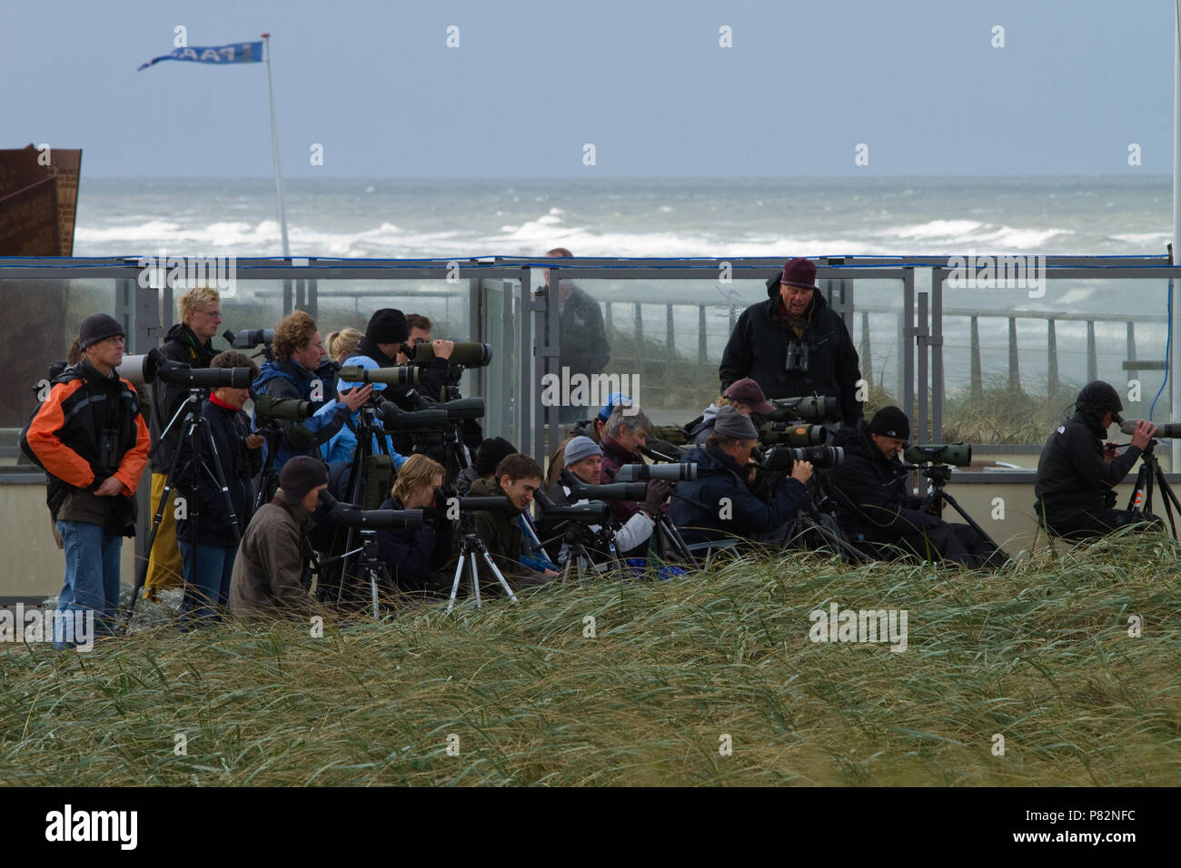 Tellen vogelaars Trek van zeevogels; Vogelbeobachter Überwachung seabird Passage Stockfoto