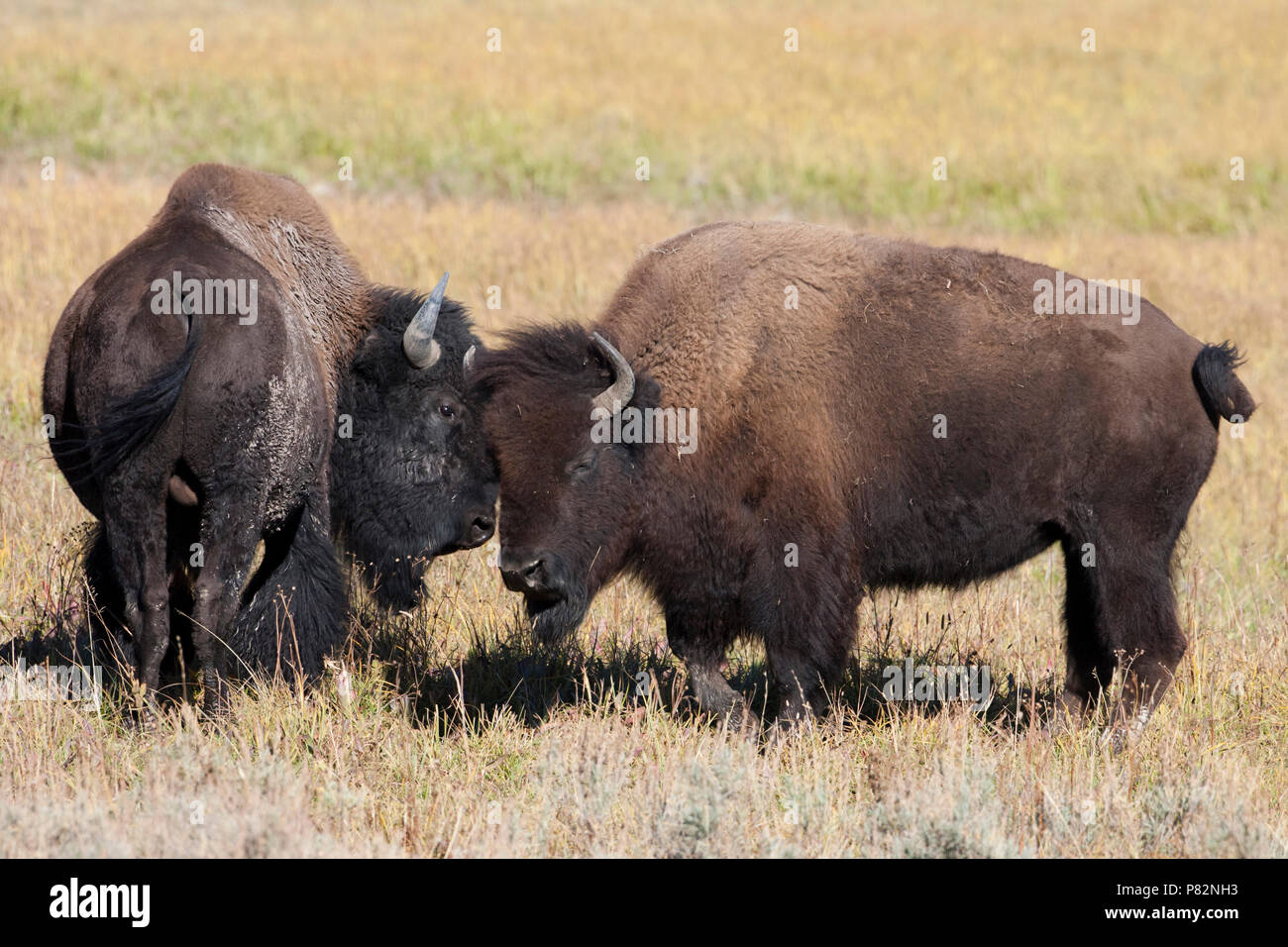 Twee Amerikaanse bizons im Yellowstone USA, zwei amerikanische Bisons in Yellostone USA Stockfoto