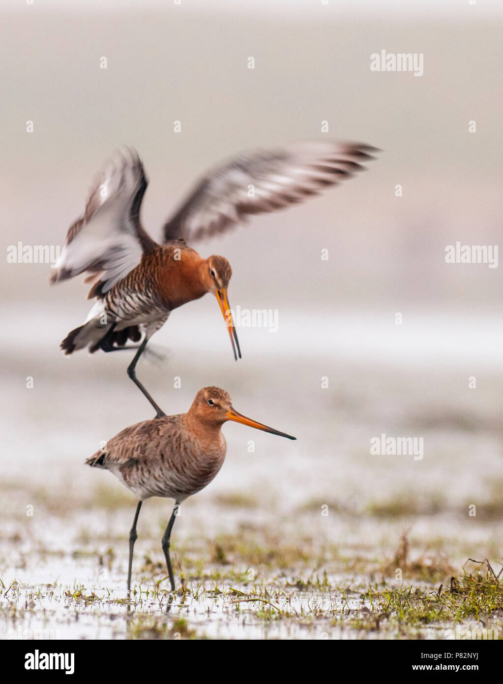 Grutto op Marken, Schwarz-tailed Godwits auf Marken Stockfoto