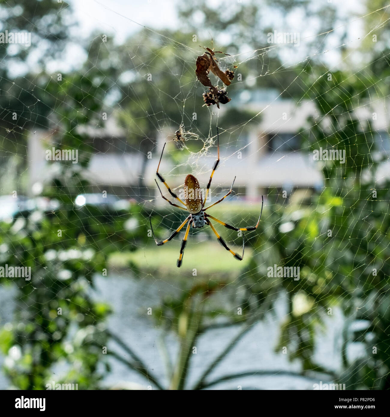 Golden orb Weaver Spider. Miami, Florida, USA Stockfoto
