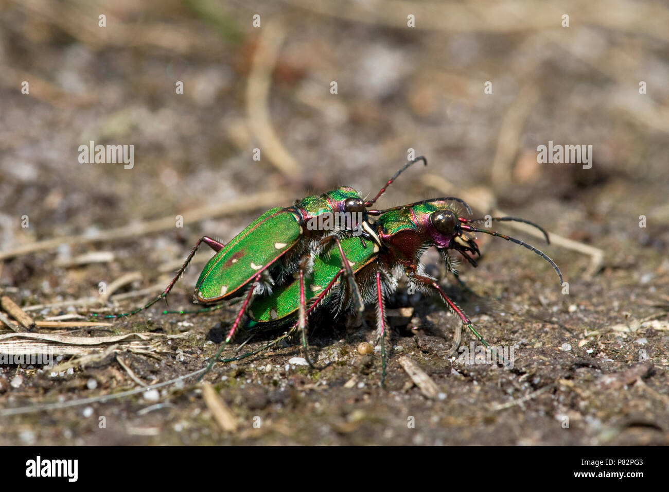 Parende Groene Zandloopkevers Nederland, Paarung Green Tiger Käfer Niederlande Stockfoto