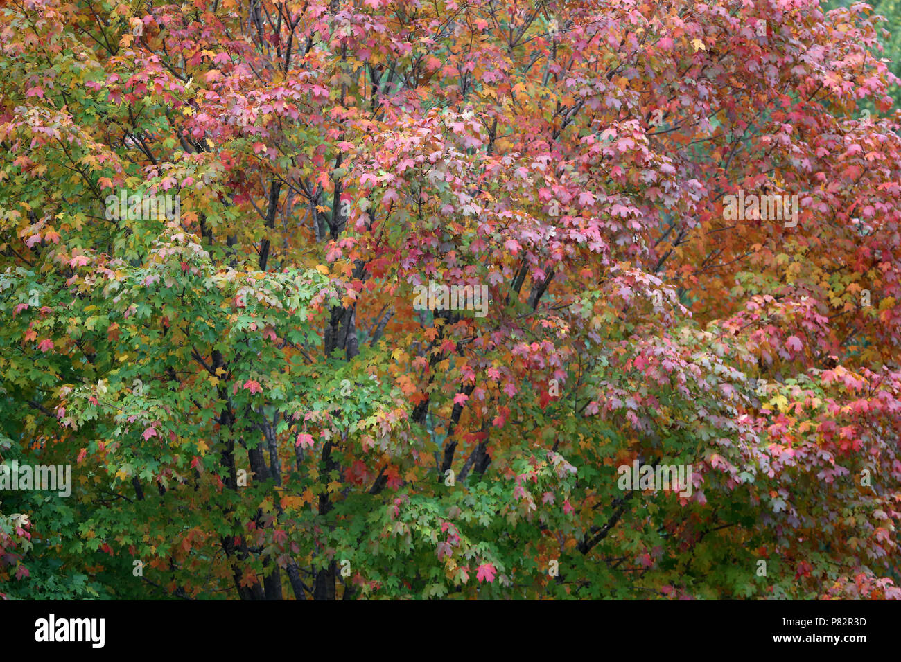 Bunte Herbst grün, orange und rot Laub in weiches Licht Stockfoto