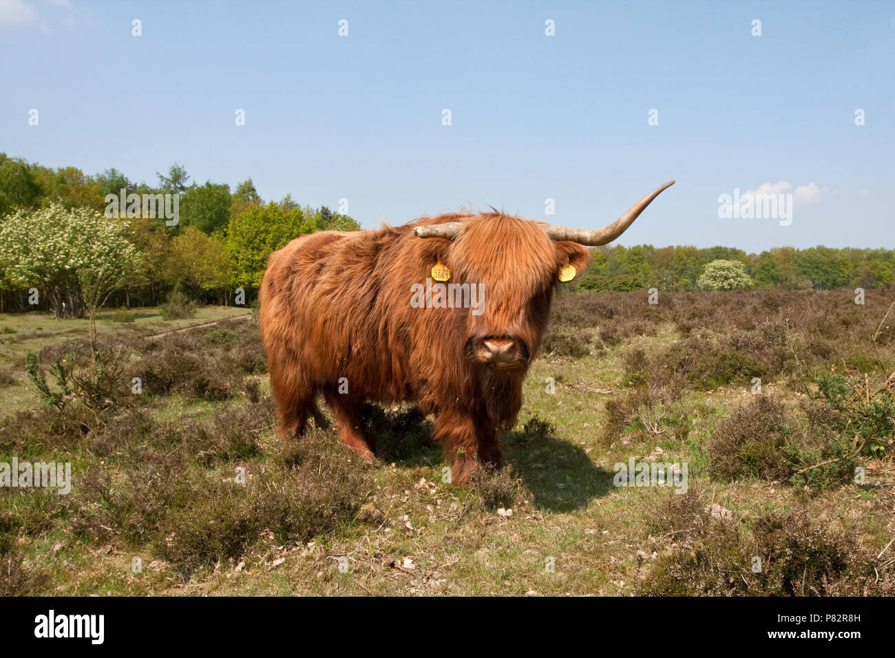 Schotse natuurgebied Hooglander in Nederland, Highland Kuh in Nature Reserve Niederlande Stockfoto