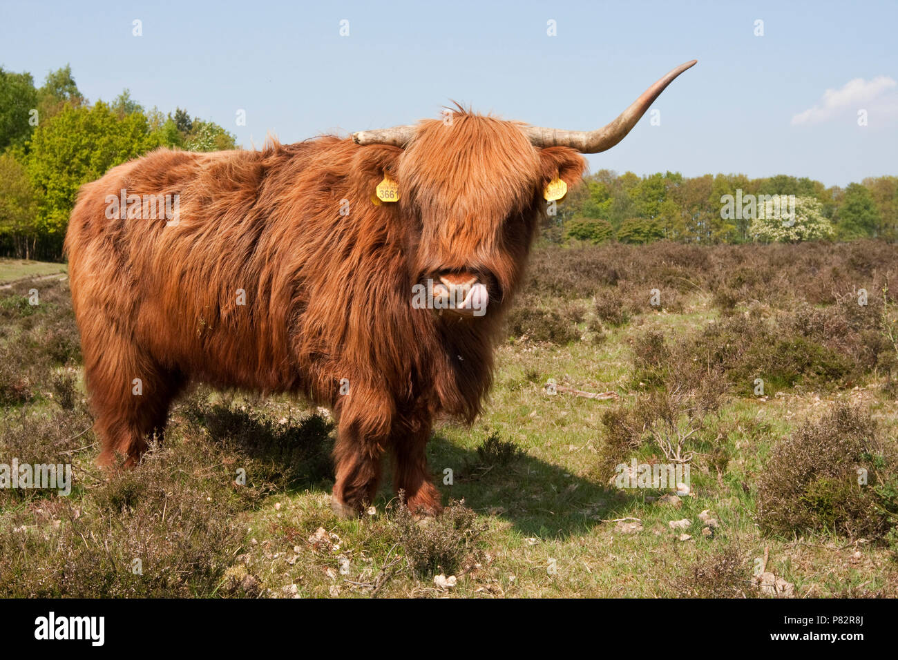 Schotse natuurgebied Hooglander in Nederland, Highland Kuh in Nature Reserve Niederlande Stockfoto