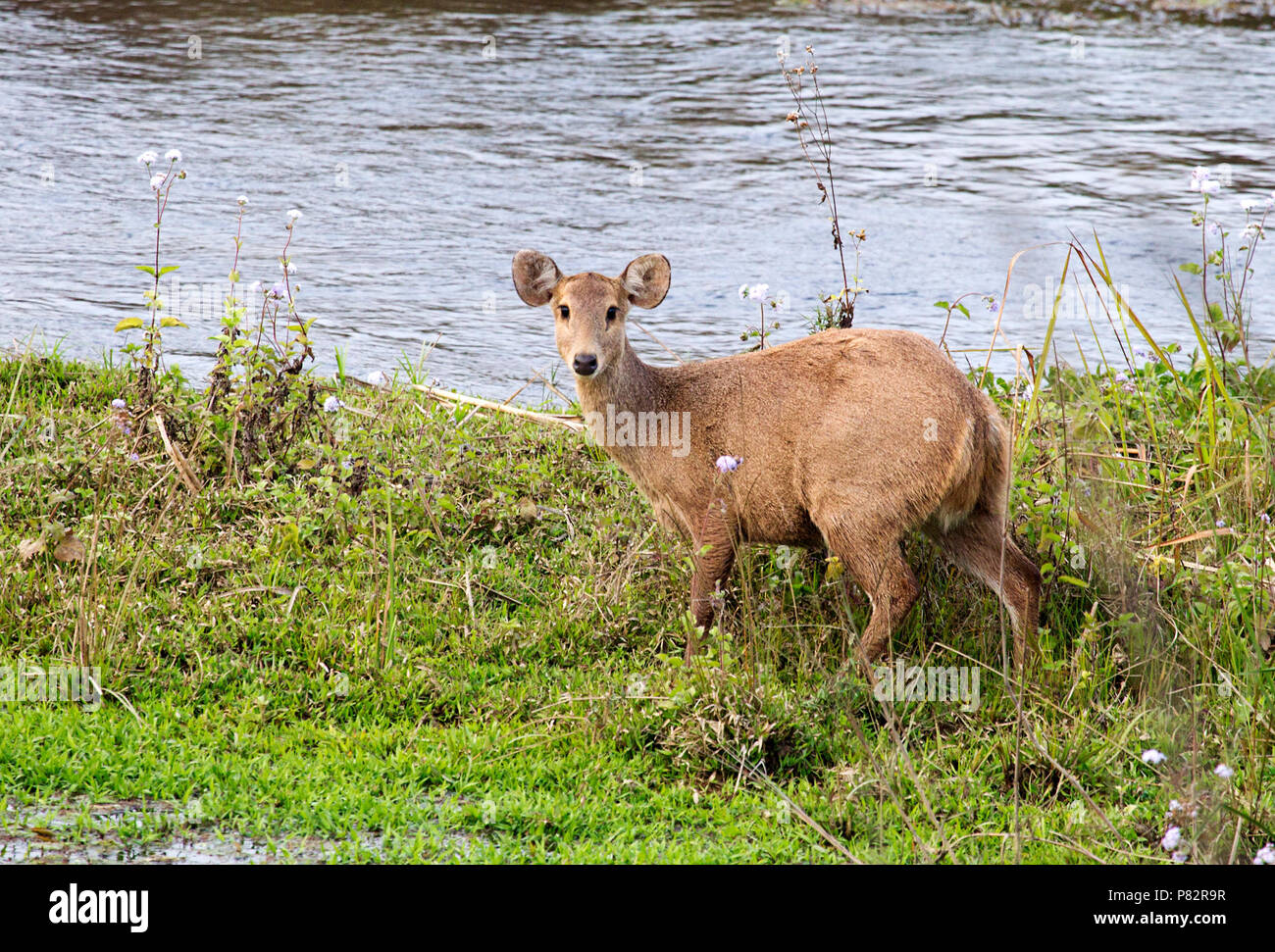 Zwijnshert, Indische hog Rotwild Stockfoto