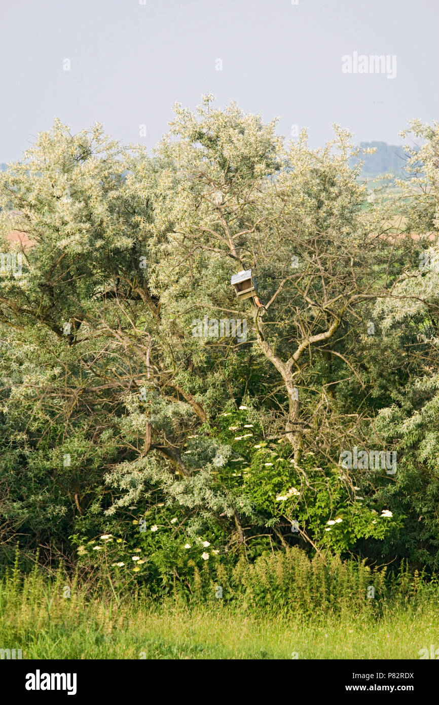 In valkennestkast Hortobay; Falcon Nistkasten bei Hortobagy Stockfoto