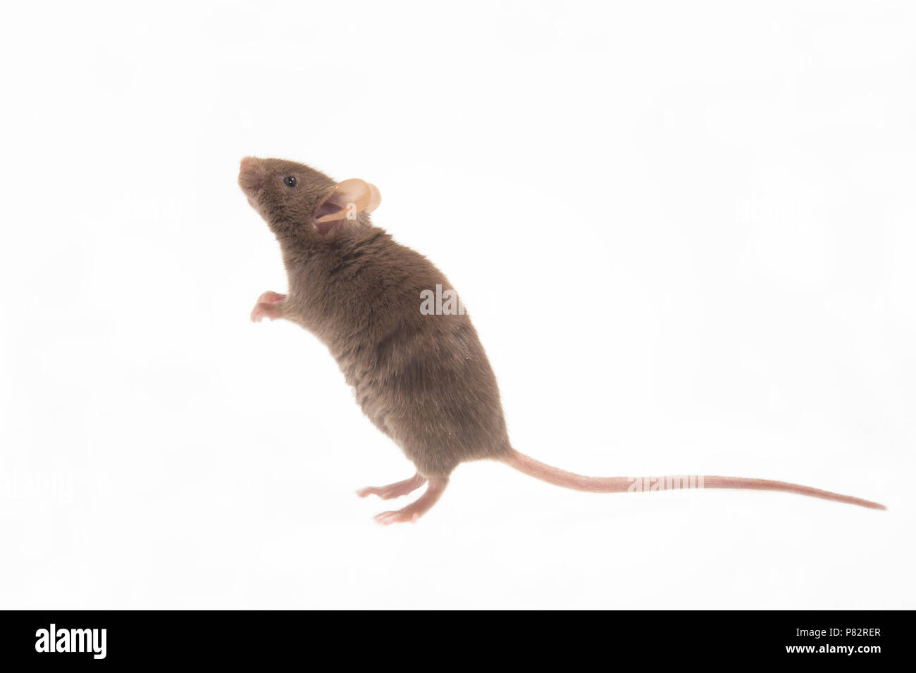 Huismuis, Hausmaus Mus musculus Stockfoto