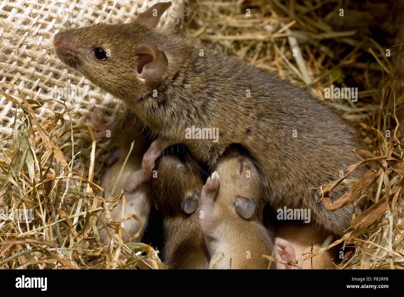 Huismuis met nestje in Huis; Haus Maus mit Nest im Haus Stockfoto