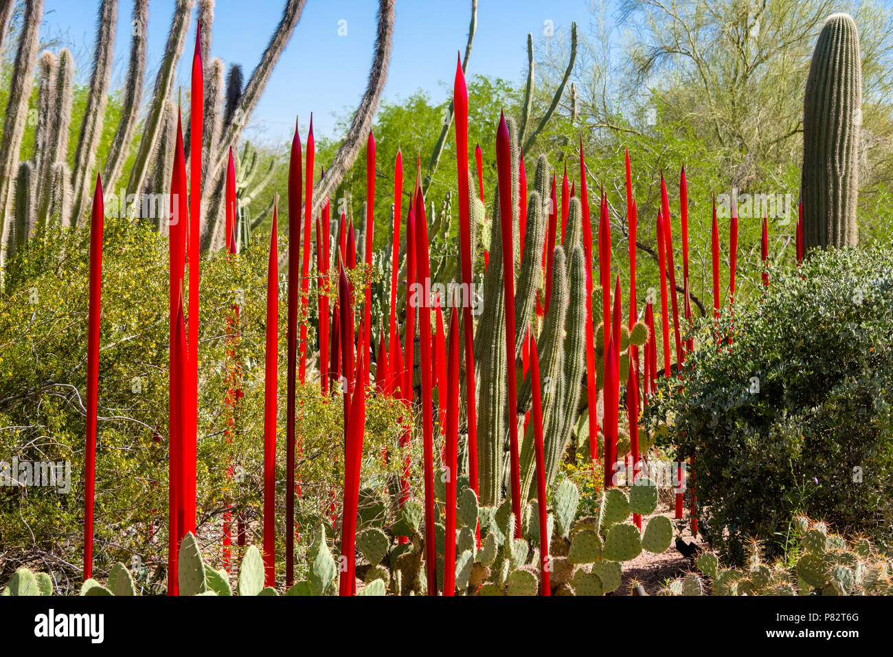 Chihuly Rot Schilf In Der Desert Botanical Garden Phoenix