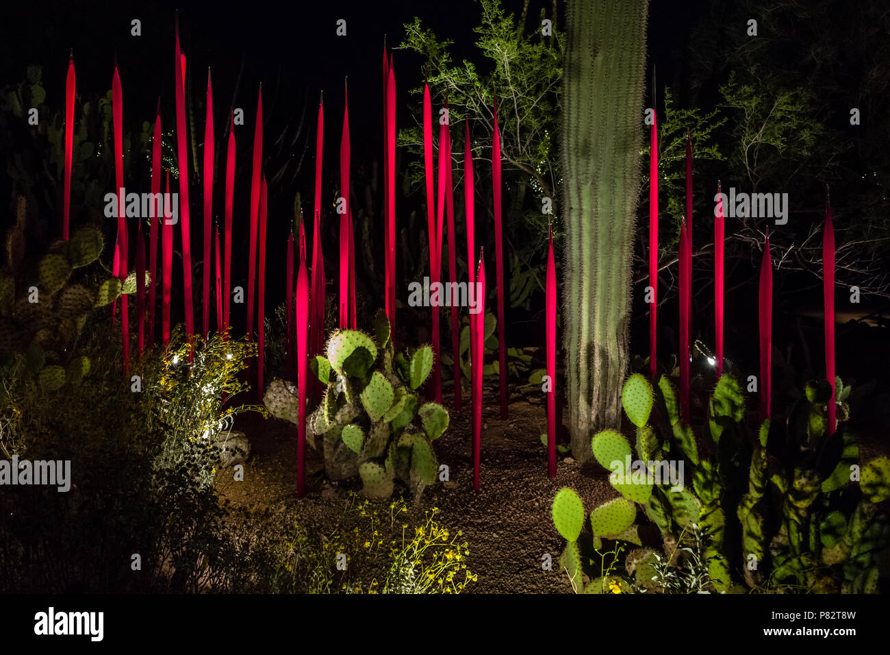 Chihuly Rot Schilf In Der Desert Botanical Garden Phoenix Nacht