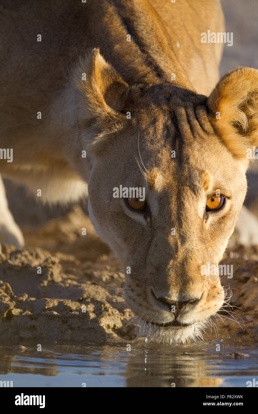Löwin Trinkwasser aus einem Teich Etosha Stockfoto