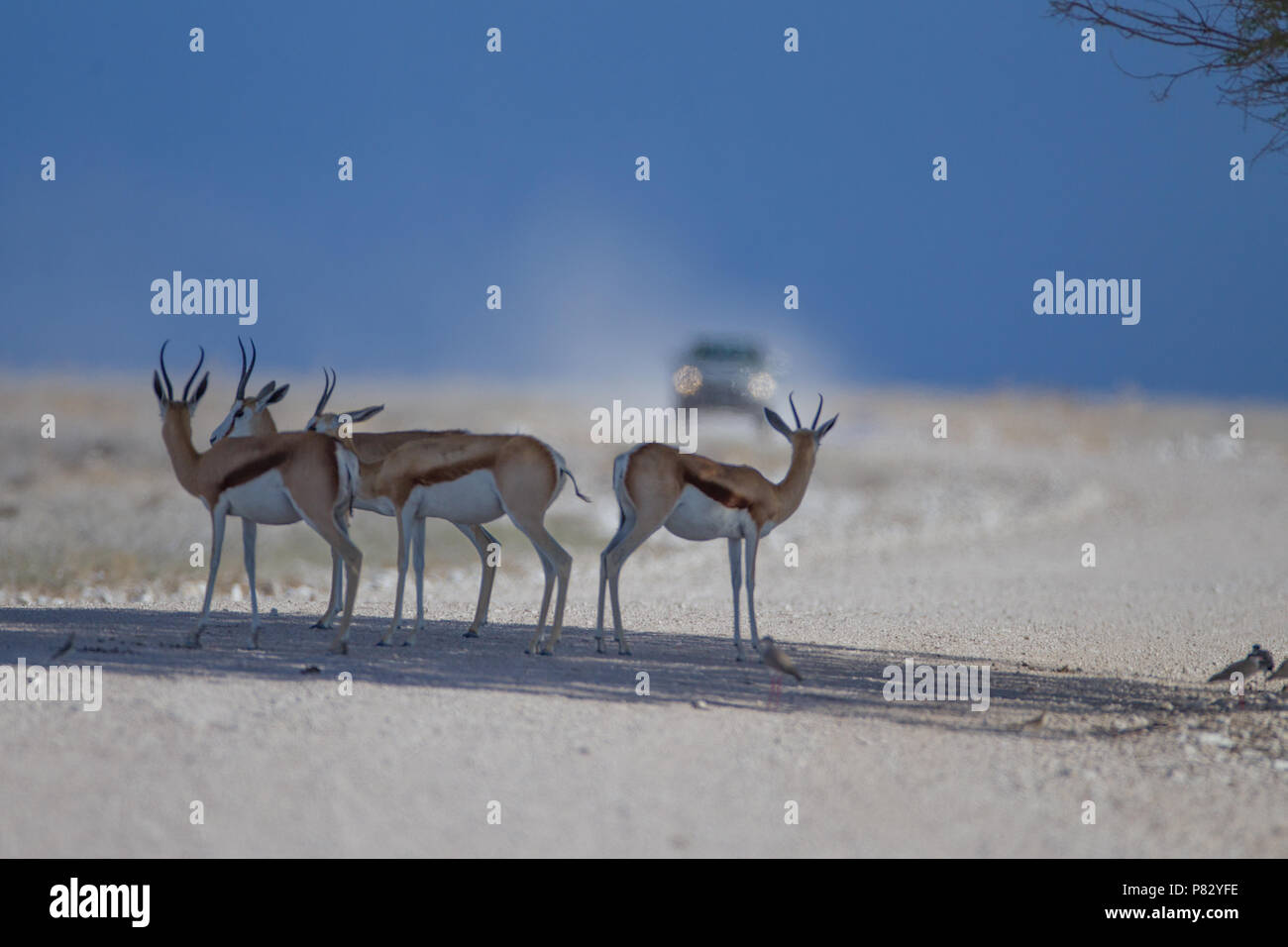 Safari Auto zu Gazellen auf der Straße, Abenteuer, Safari Pirschfahrt im Etosha Stockfoto