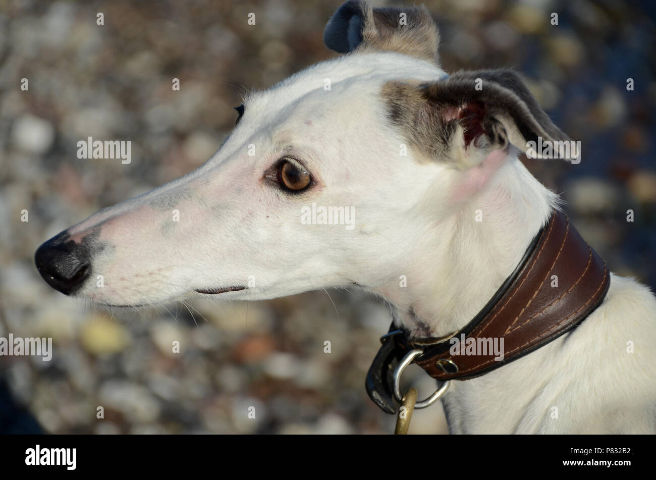 Seitenansicht Gesicht Porträt eines weiblichen Galgo Espanol Hund. Stockfoto
