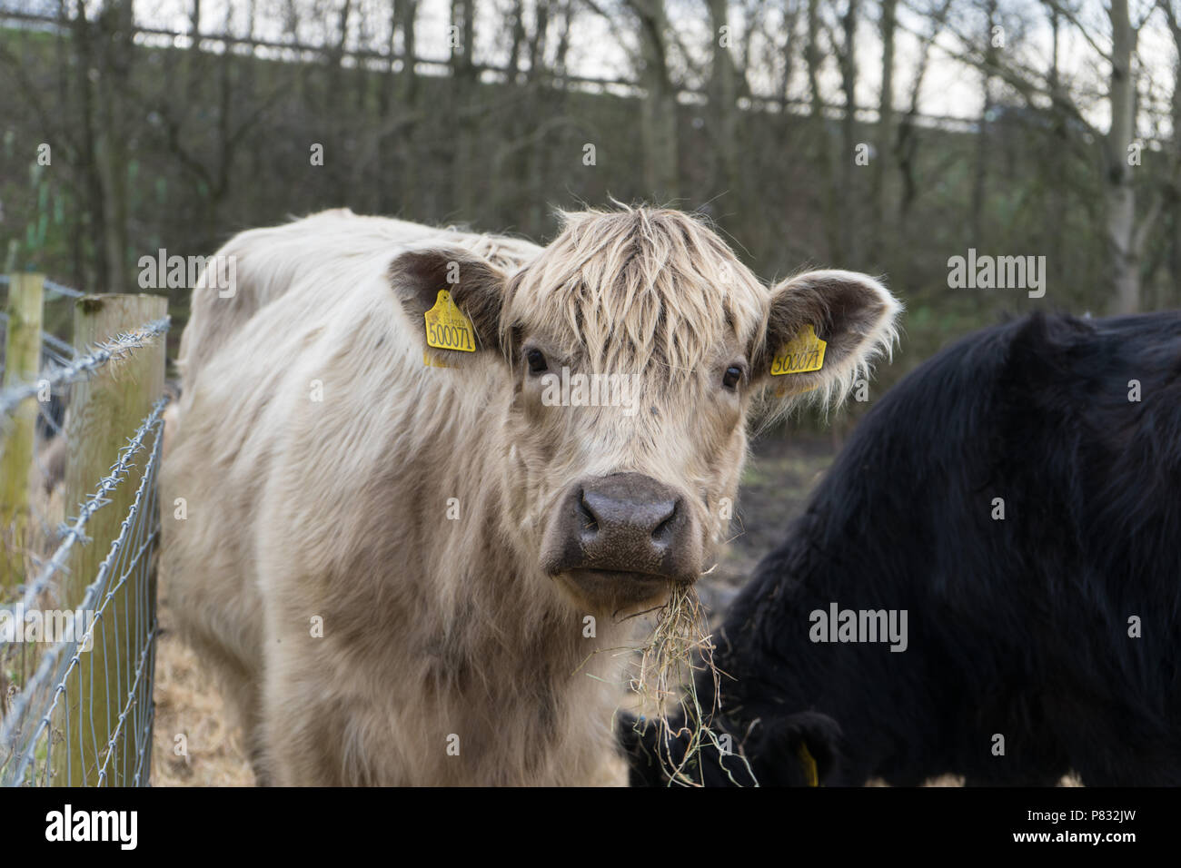 Weiß haarigen Kuh in für ein Bild, Doncaster, England posieren. Stockfoto